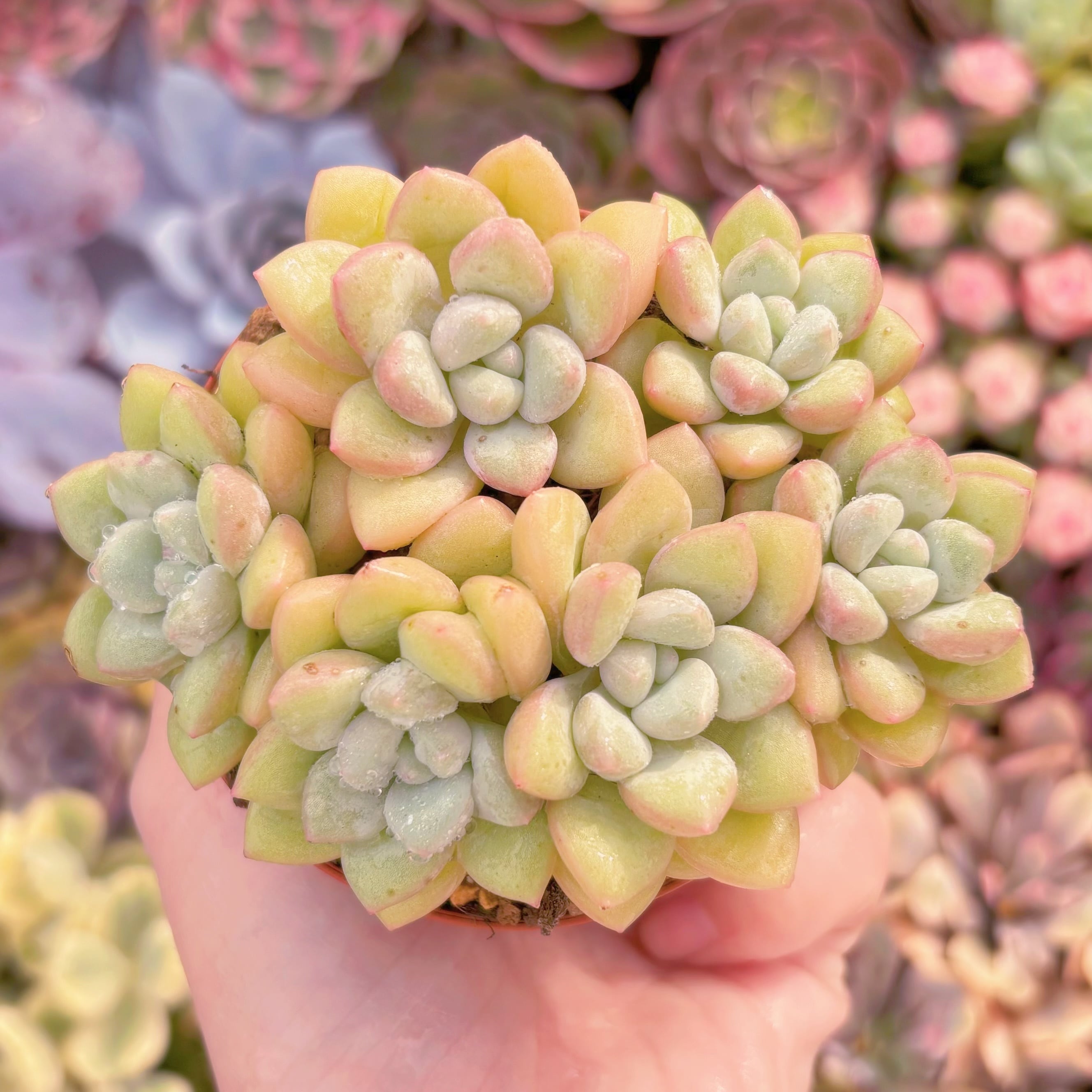 現品　チューインガム#A078　群生　るる農園