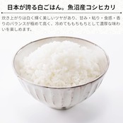 おくさま印 新潟県魚沼産 コシヒカリ 5kg 米 令和7年産