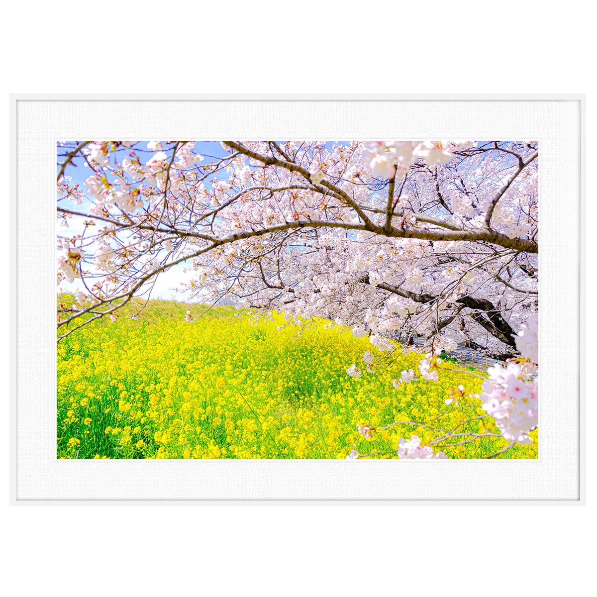 桜 | インテリアアート写真・通販のGALLERY PHOTO