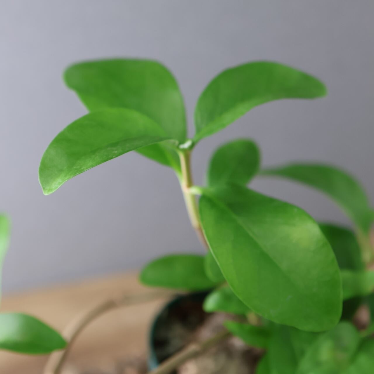 359 アリと共生する不思議植物『ヒドノフィツム フォルミカルム』観葉