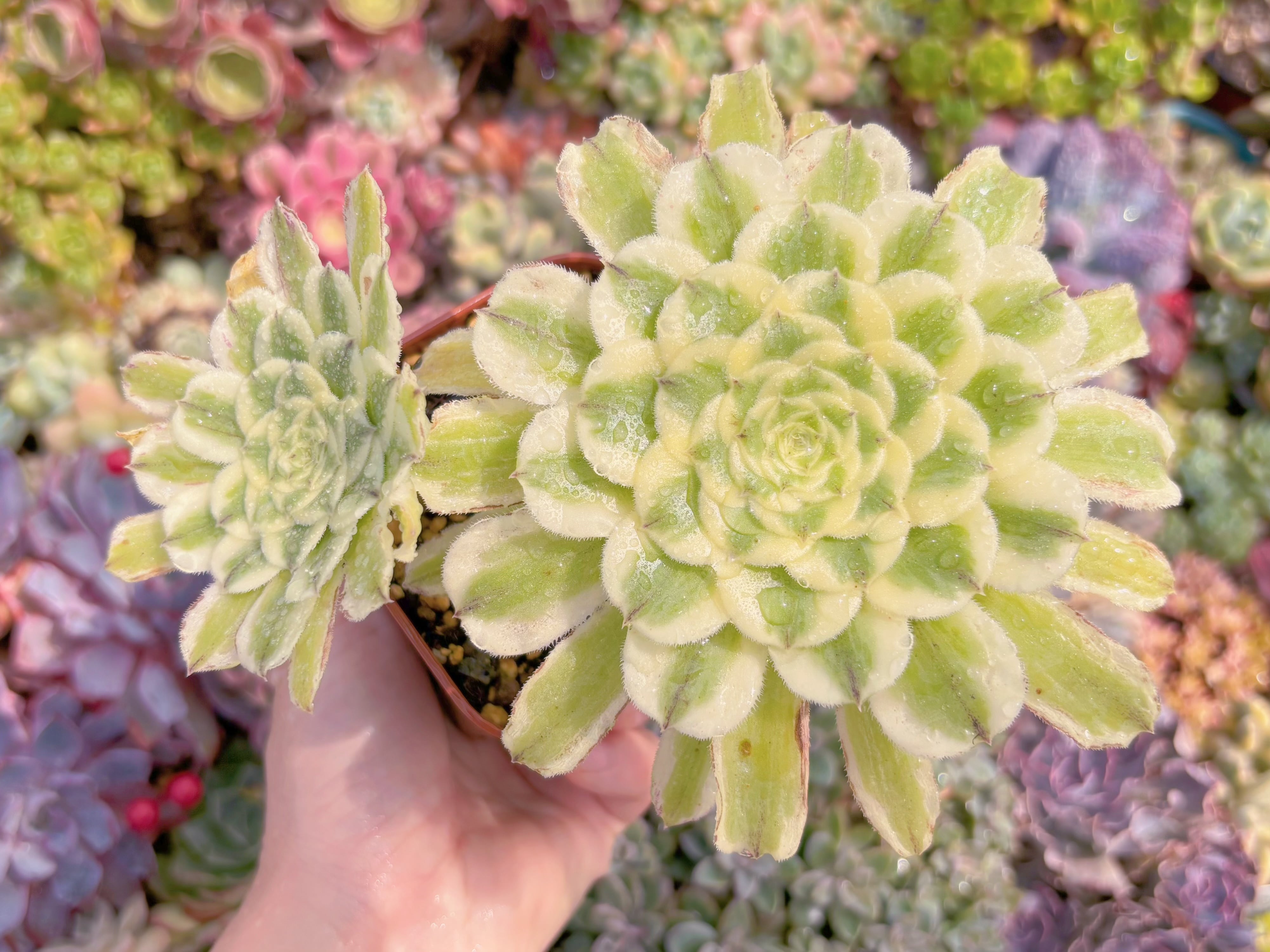 現品　碧浪#513　るる農園