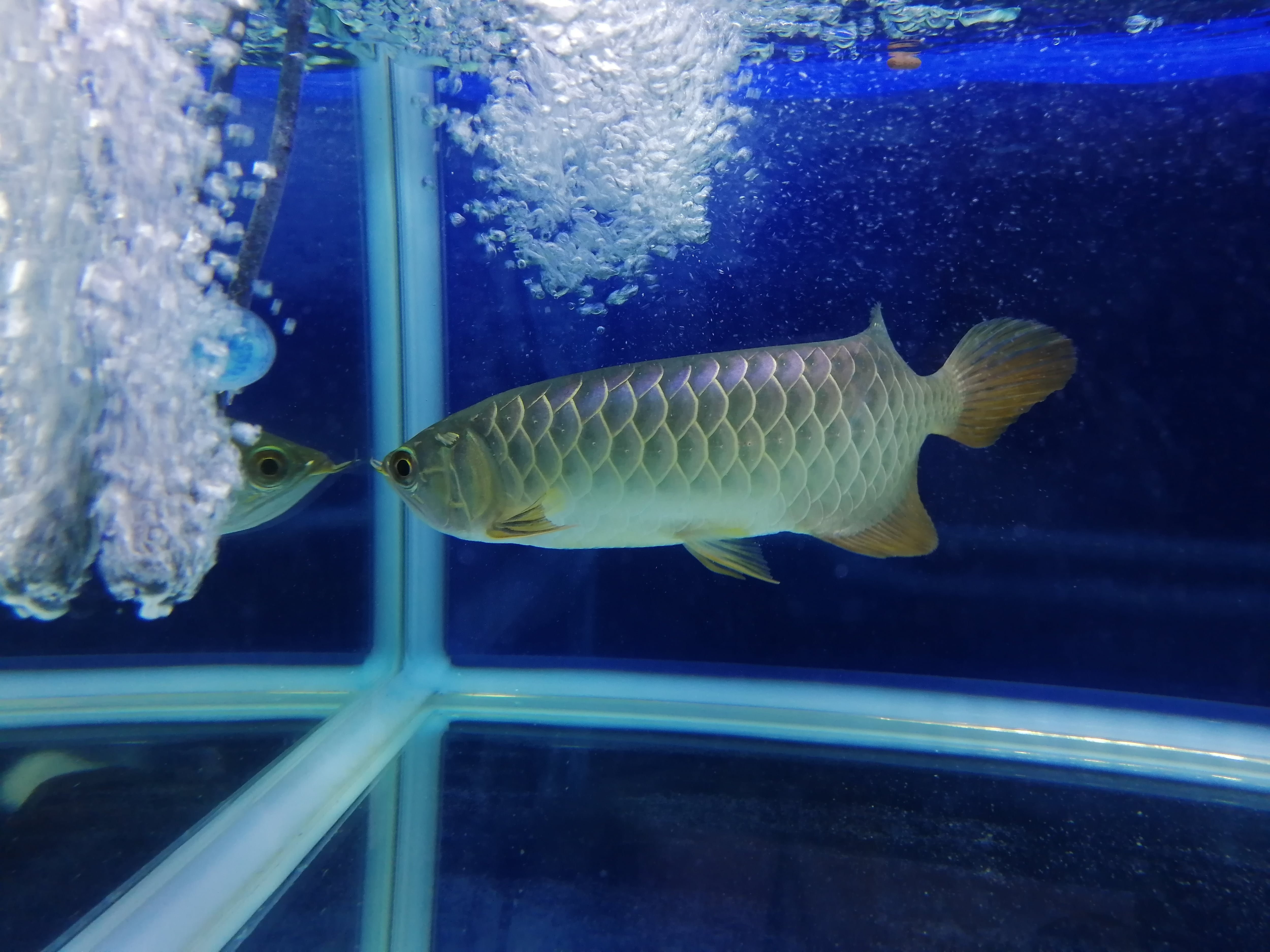 藍底過背金龍 (ブルーベース) ±23㎝《5938 証明書付き》 | アロワナ等