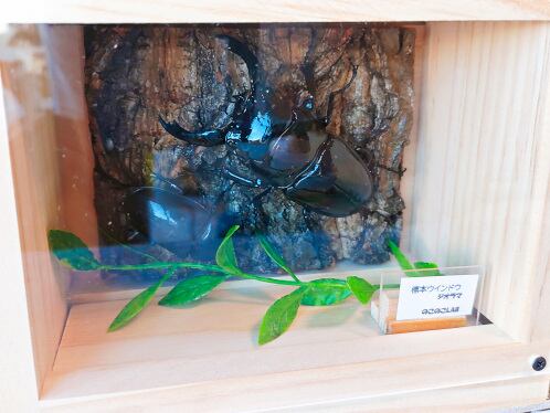 標本ウインドウ ジオラマ | のこのこLAB