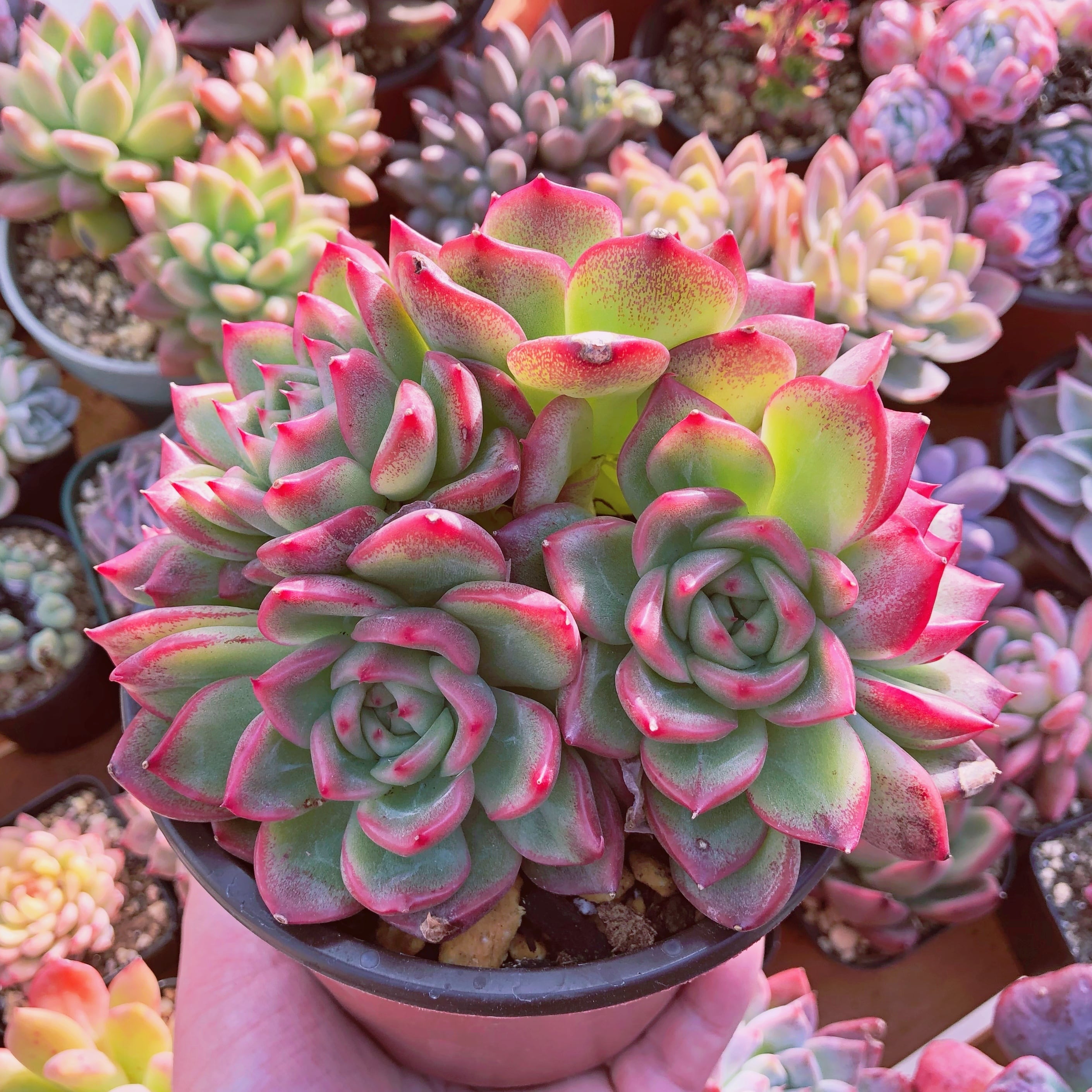 植物育成ライト 2個 フルスペクトル 取付簡単 吊り下げ 100w 多肉植物