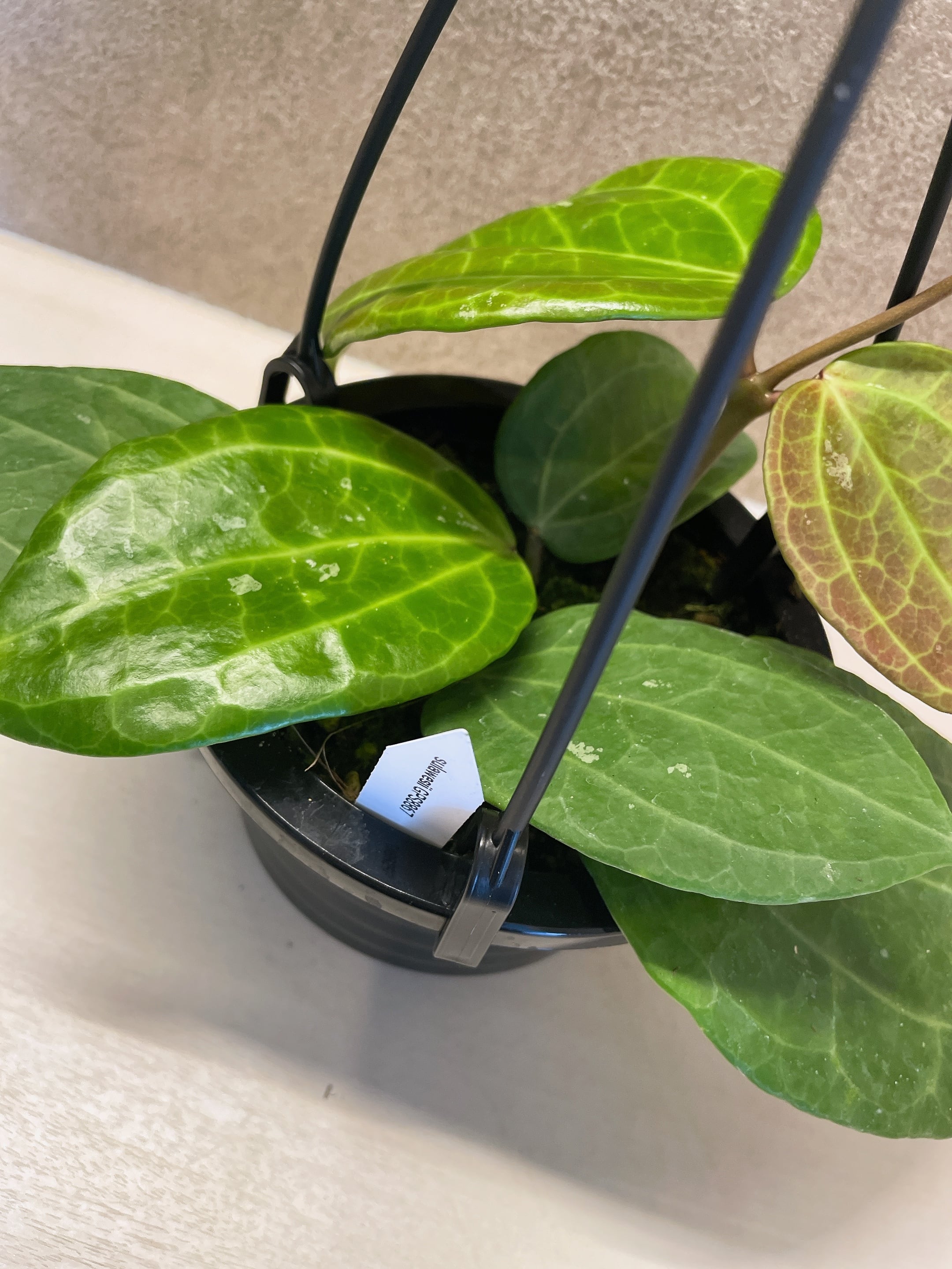 ホヤ sulawesii GPS 8867 4号 | a plants ホヤ sulawesii GPS 8867 4号 | a plants