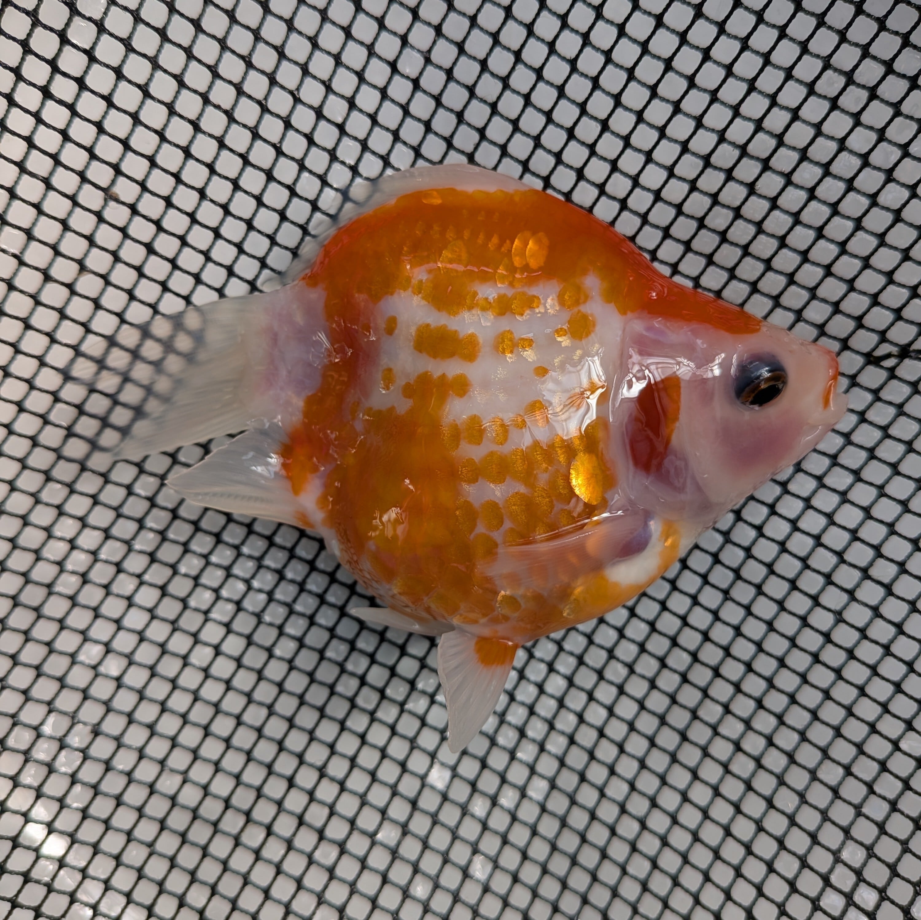 ☆越後玉サバ☆金副玉サバ（金鱗） D-007 | 藤だるま工房（養魚場）