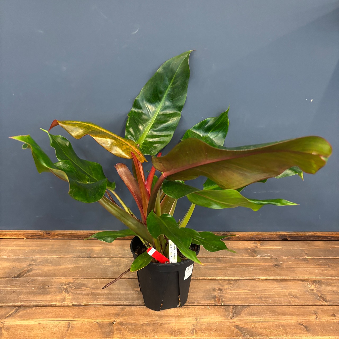 フィロデンドロン オレンジマーマレード【290】