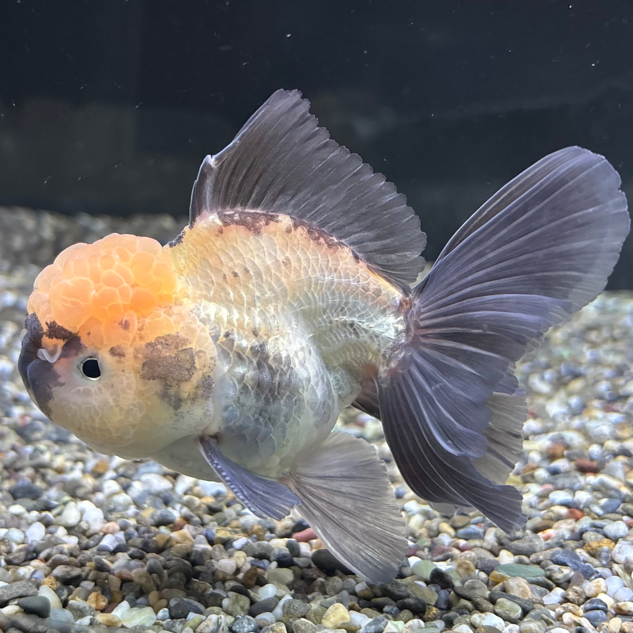 ローズテールオランダ タイガー 11cm