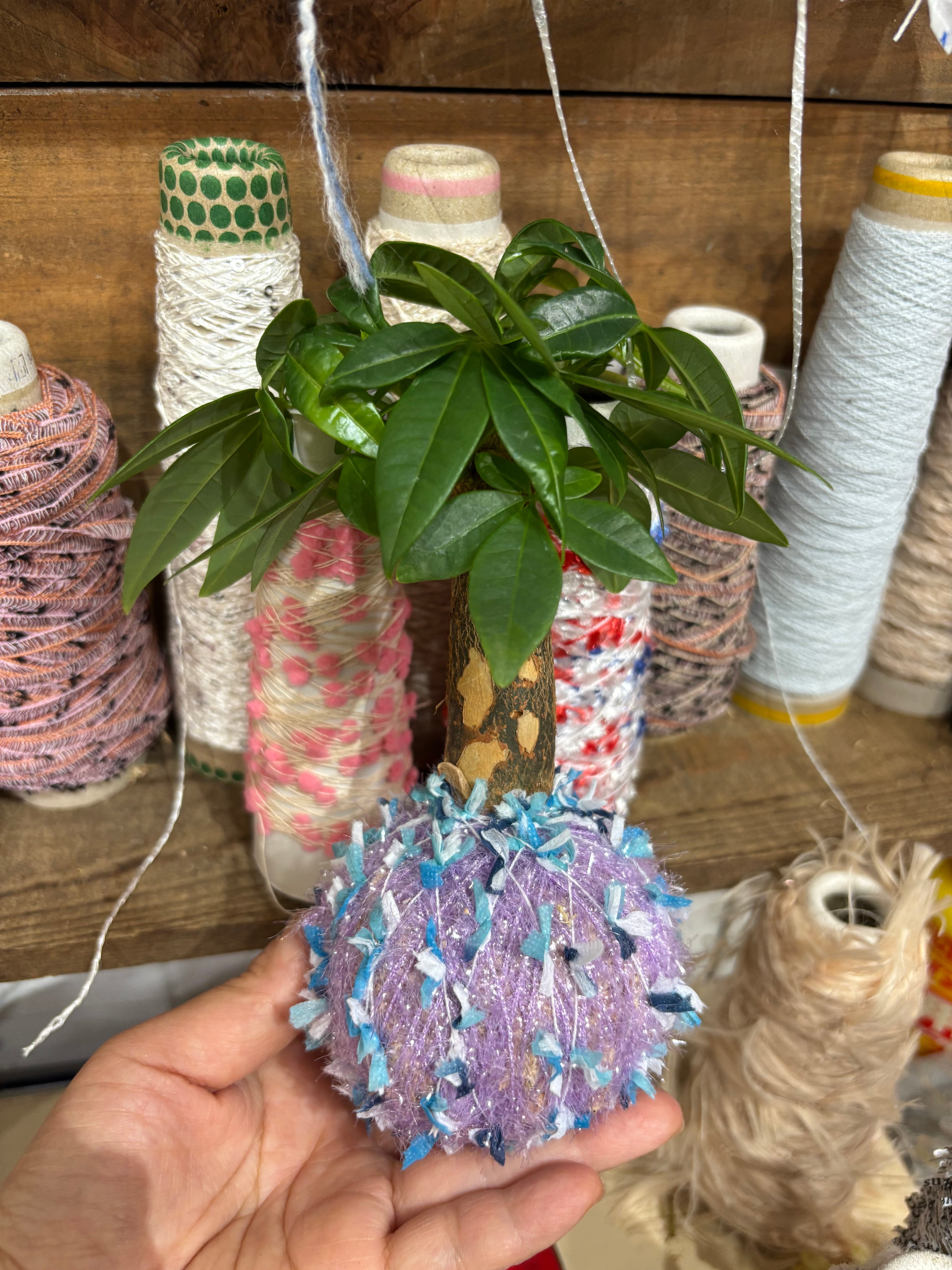 カンキチ工房 オンラインショップ//植物を枯らしてしまう店主が発案