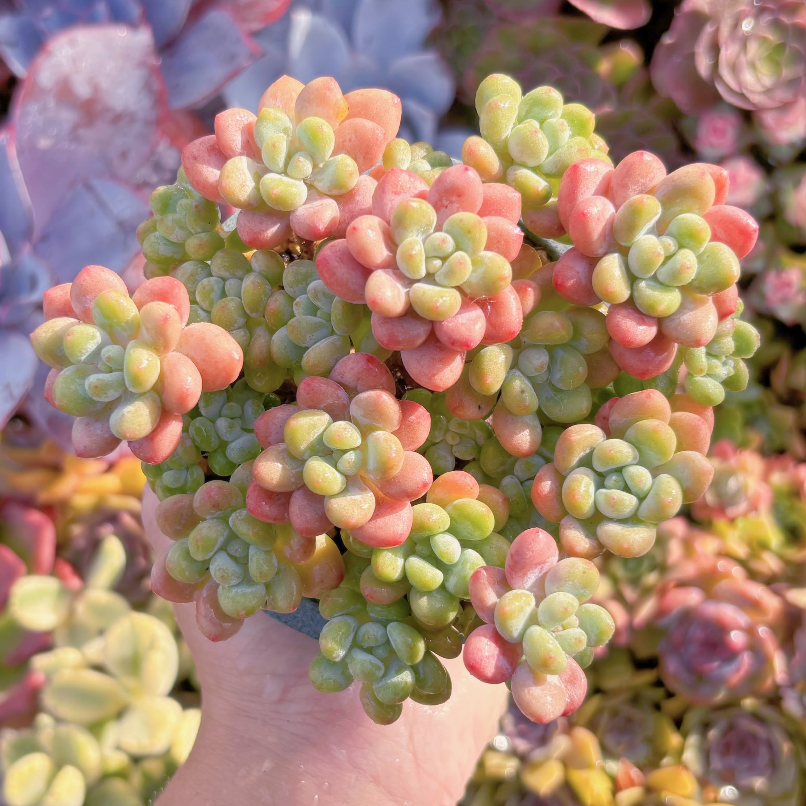 現品　キャビア#541　群生　新入荷　るる農園