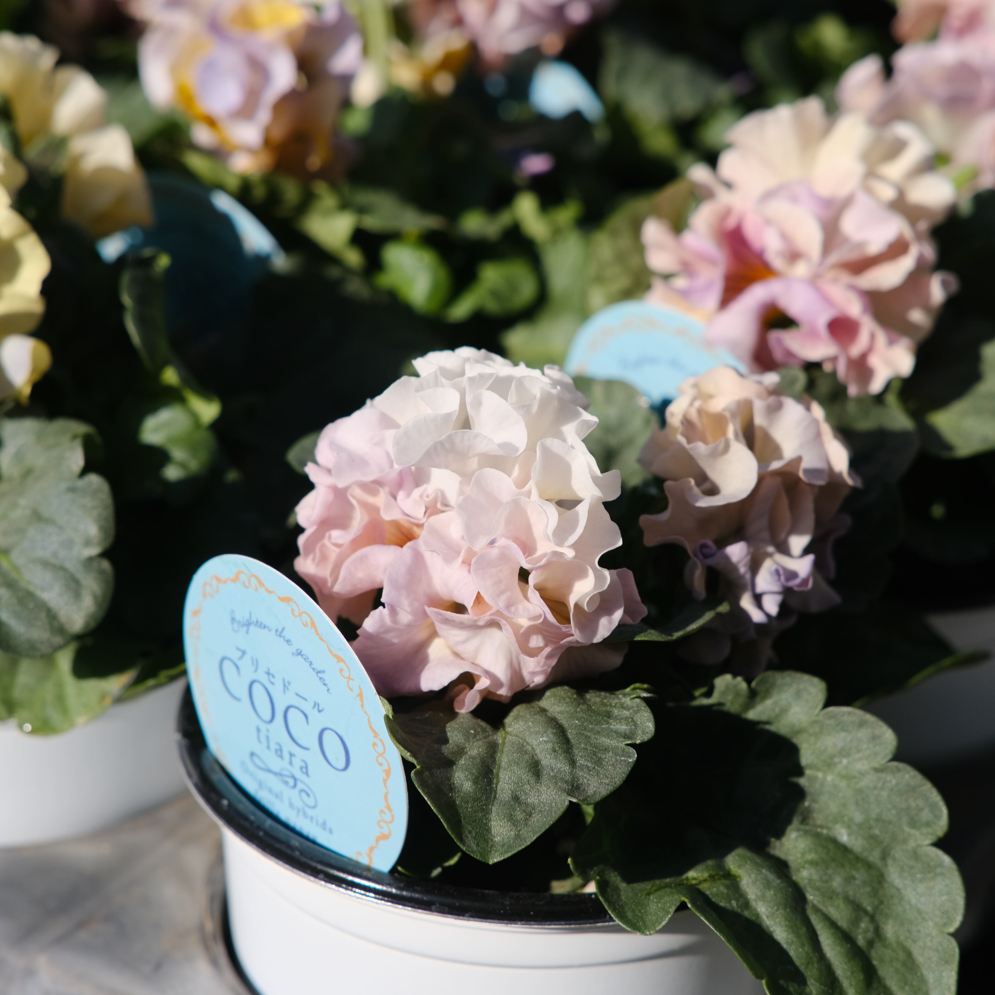 寄せ植え花　プリセドールcocoテイアラ グリーンギャラリーガーデンズ大人気品種 12月7日（日）10時〜販売