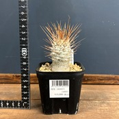 パキポディウム　ナマクアナム　光堂【973】