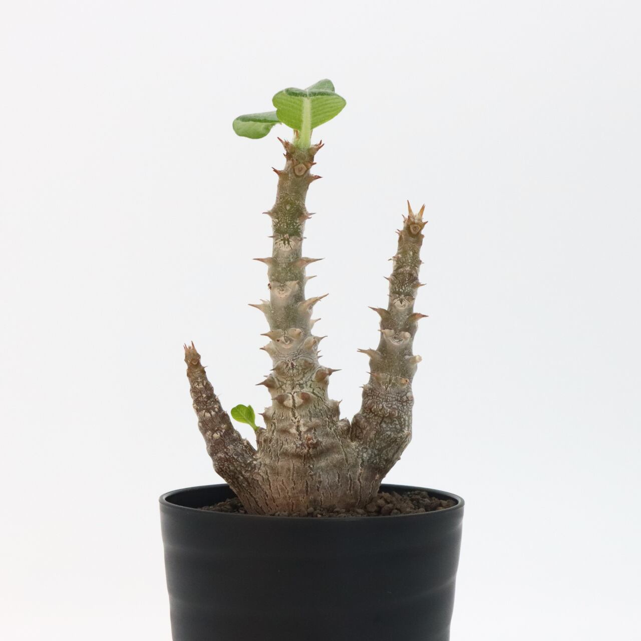 実生2年 パキポディウム ウィンゾリー 紛らわしい 