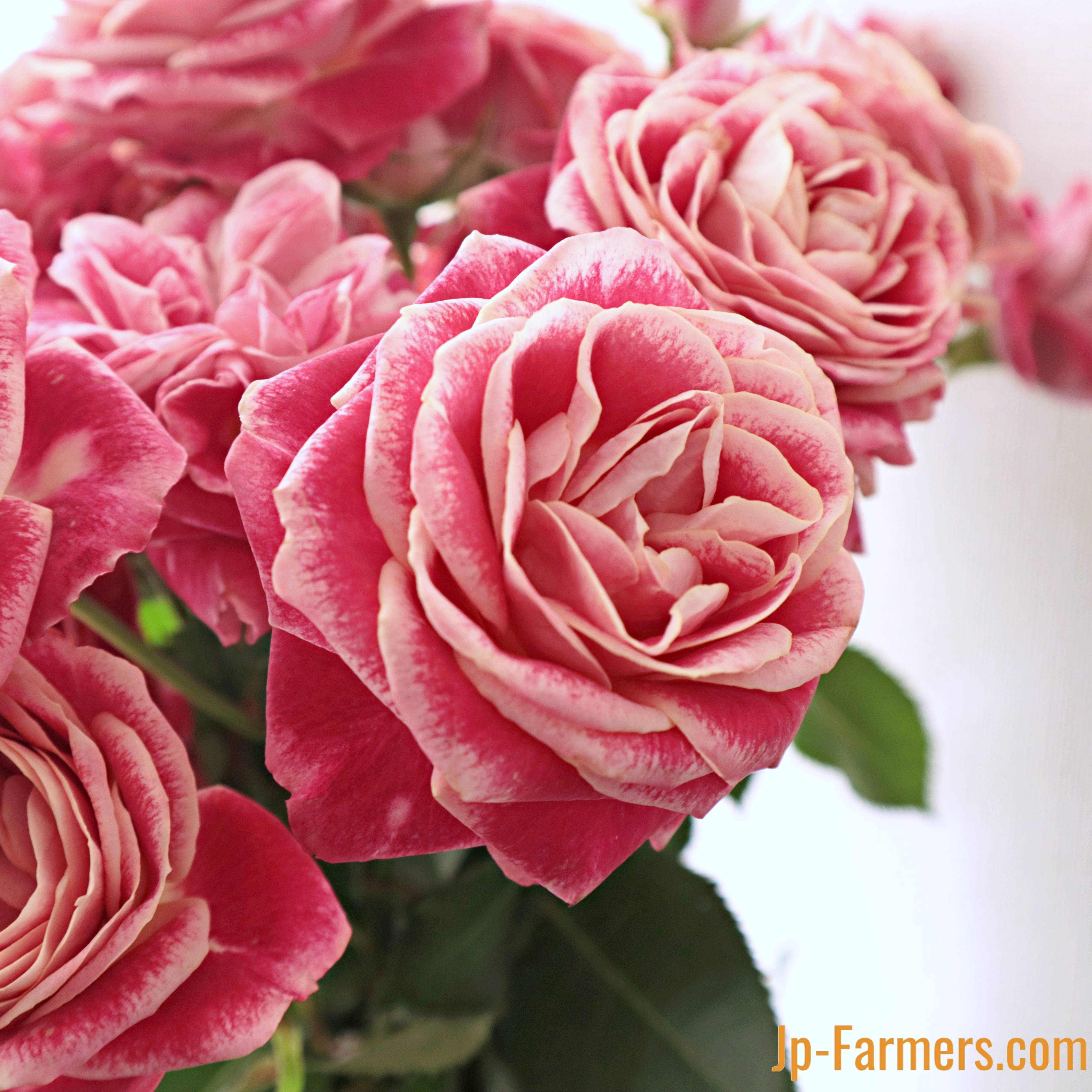 名前から元気でチャーミング FINEROSE ☆SPバラ 品種名