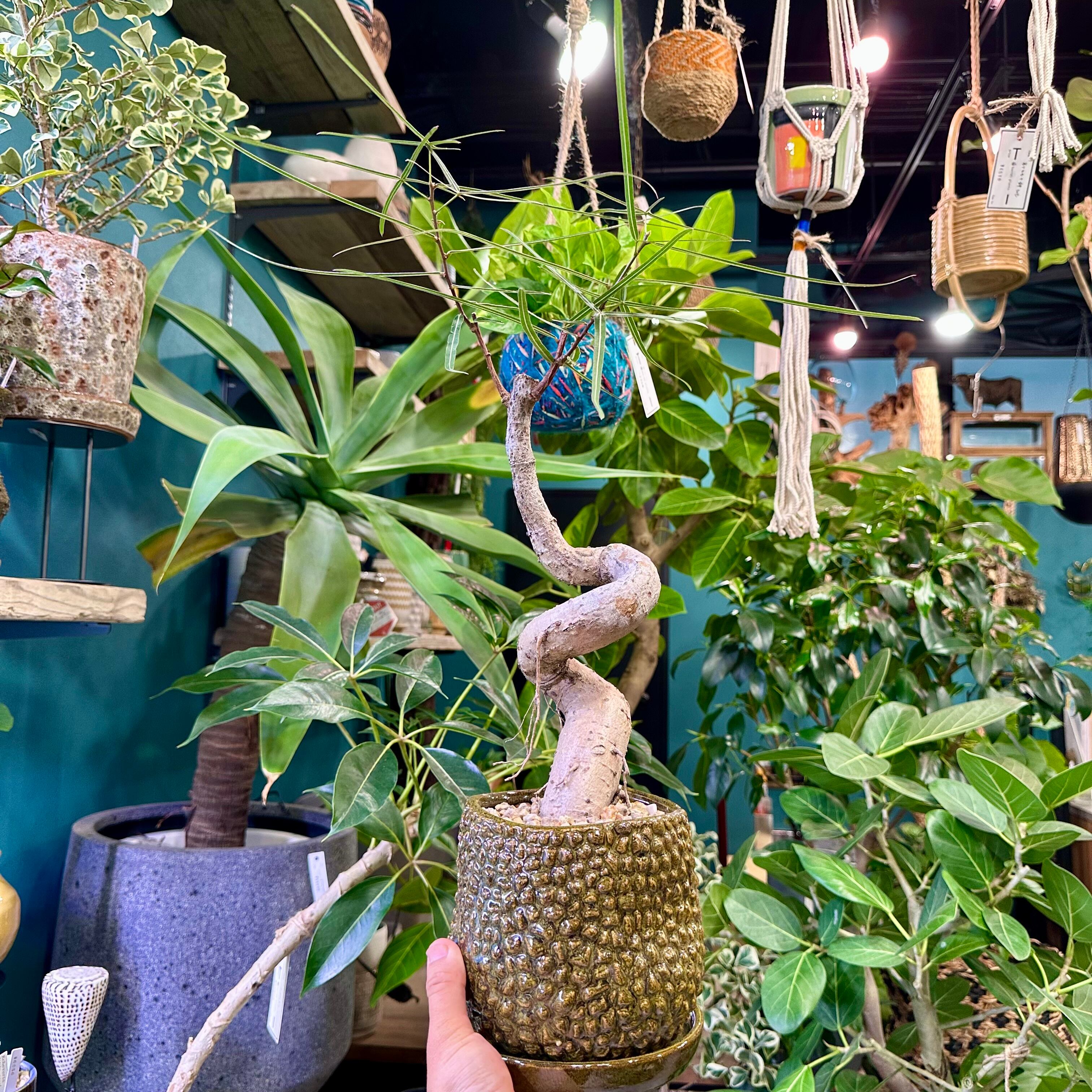 ボトルツリー | barrelplants_BONSAI