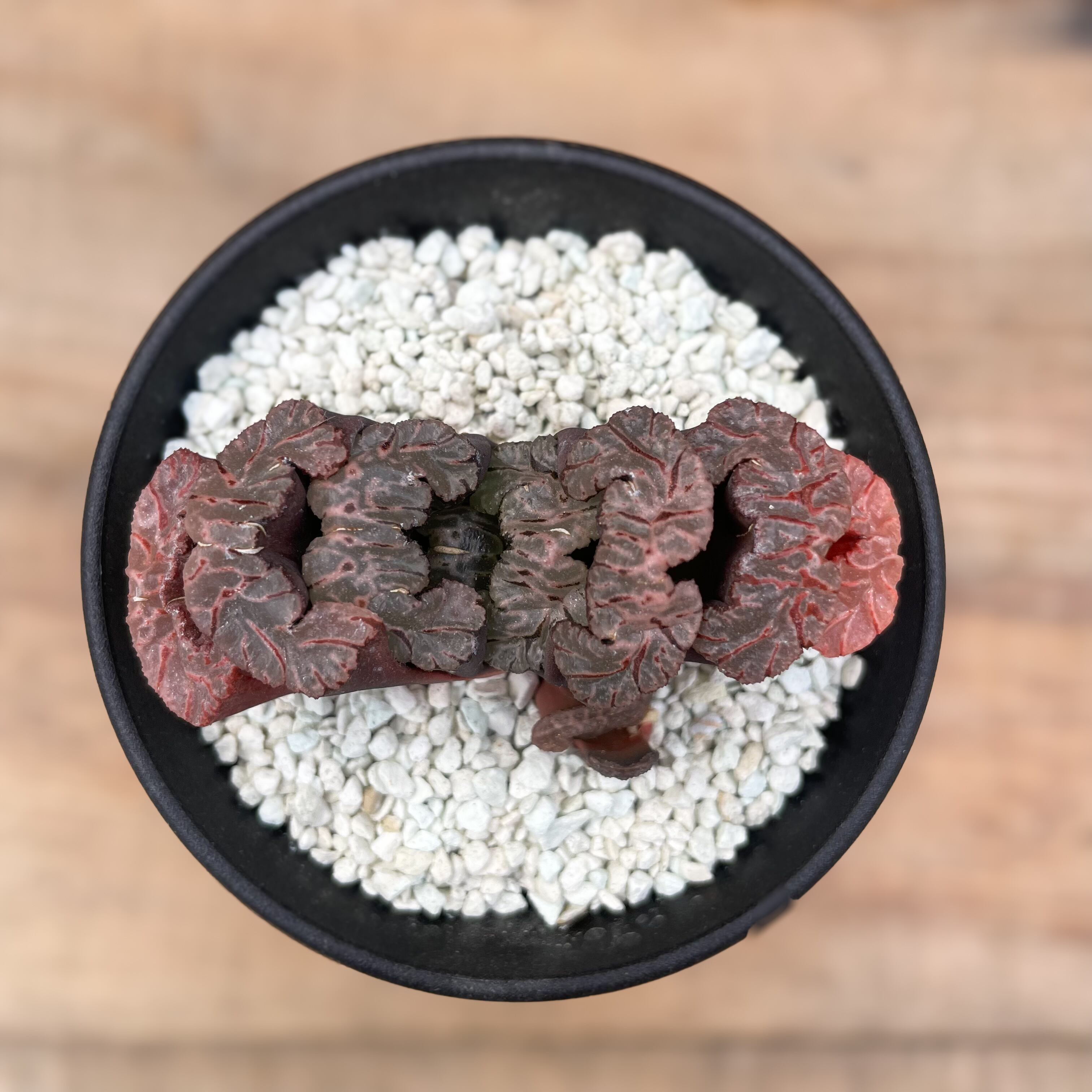 Haworthia 【ハオルチア・黒模様特美大窓・黒武奏(台湾)】 | RIMO'S