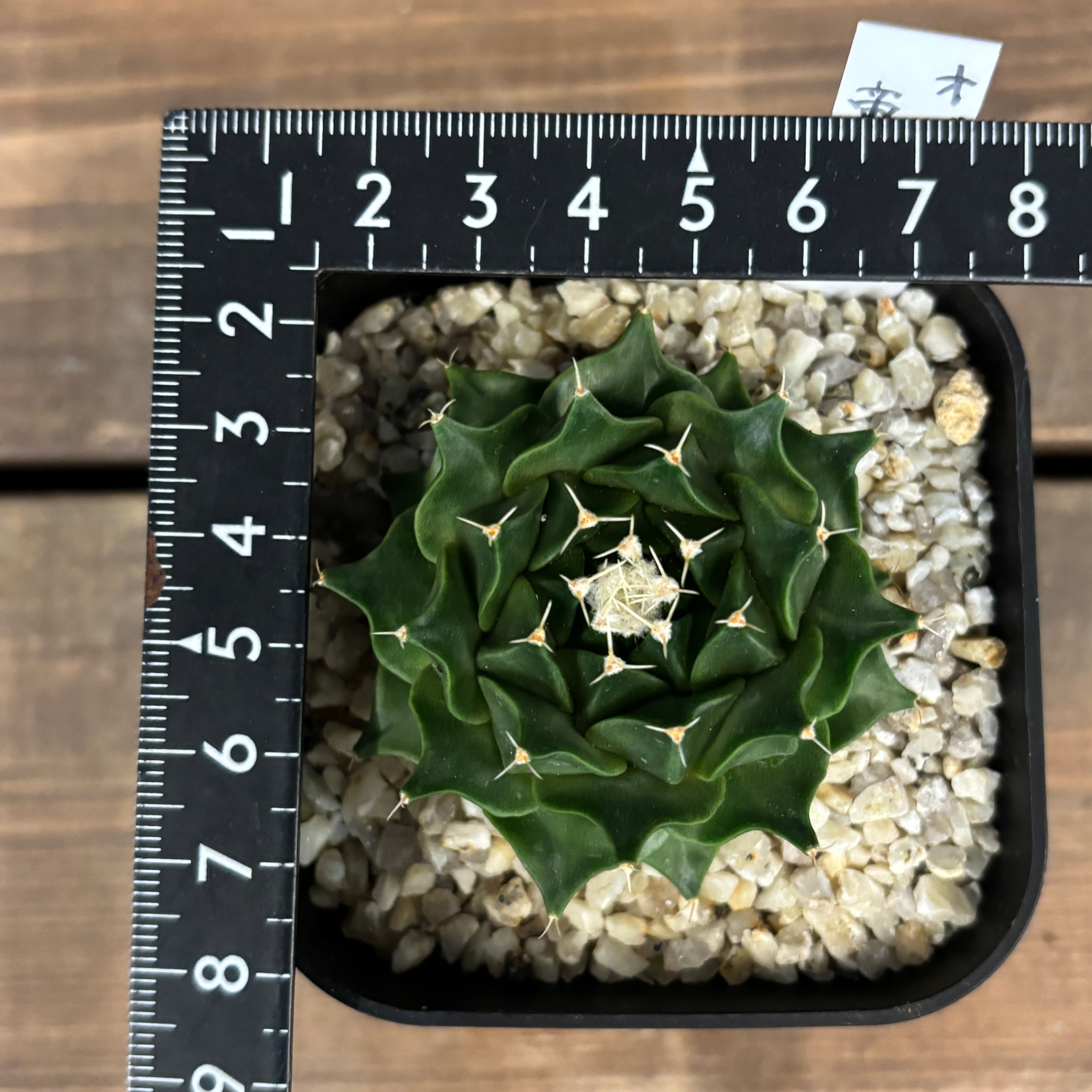 EMP オブレゴ二ア 帝冠錦 実生 / CT736 EMP オブレゴニア 帝冠錦 実生