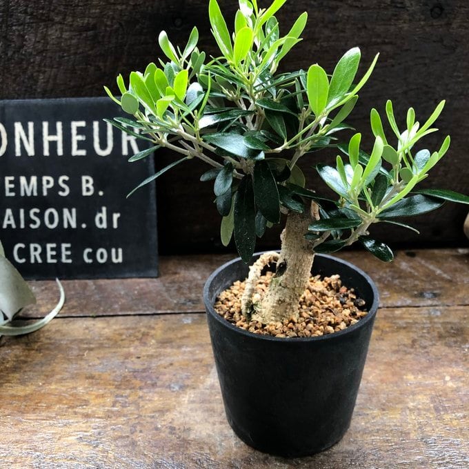 BON 盆栽仕立て オリーブ 希少 観葉植物 ガーデニング | 植物の店ベリー