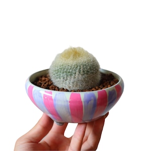 雪晃（花）