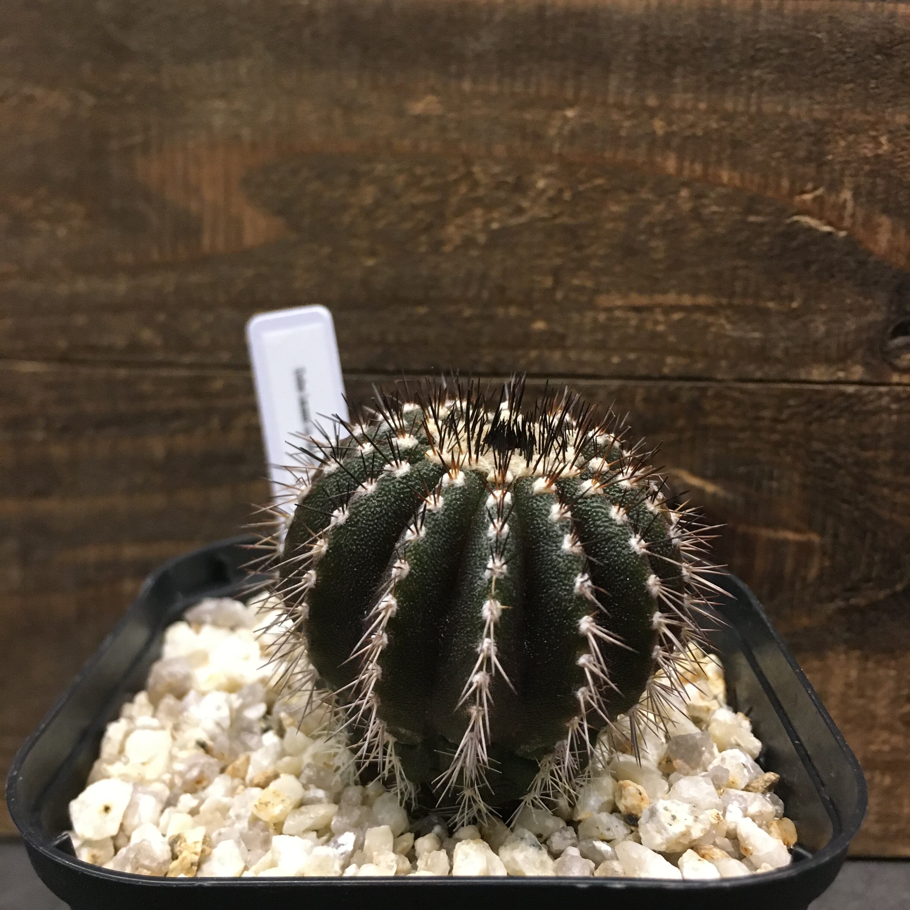 Valium鉢付】ペクチニフェラ サボテン/コレクション株放出 【公式通販】