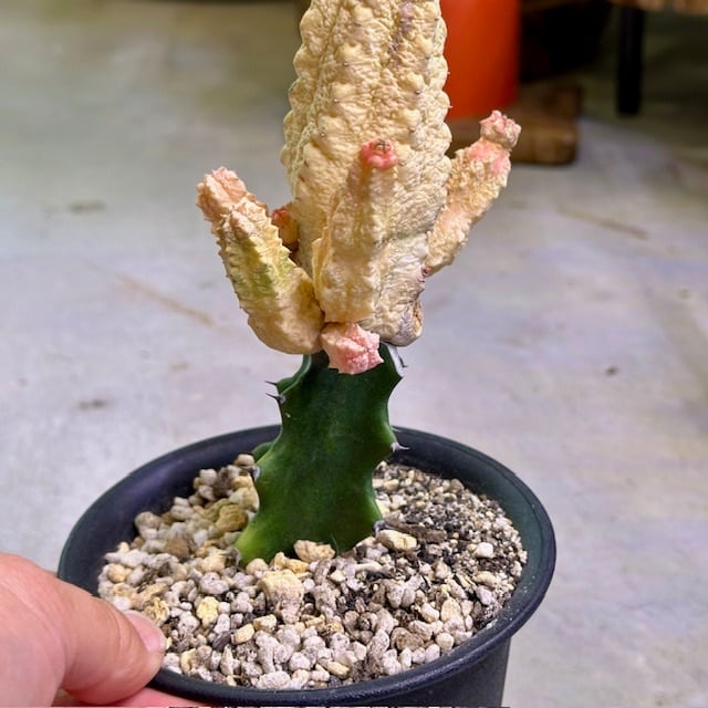 ユーフォルビア アブデルクリ ダマスク | barrelplants_BONSAI