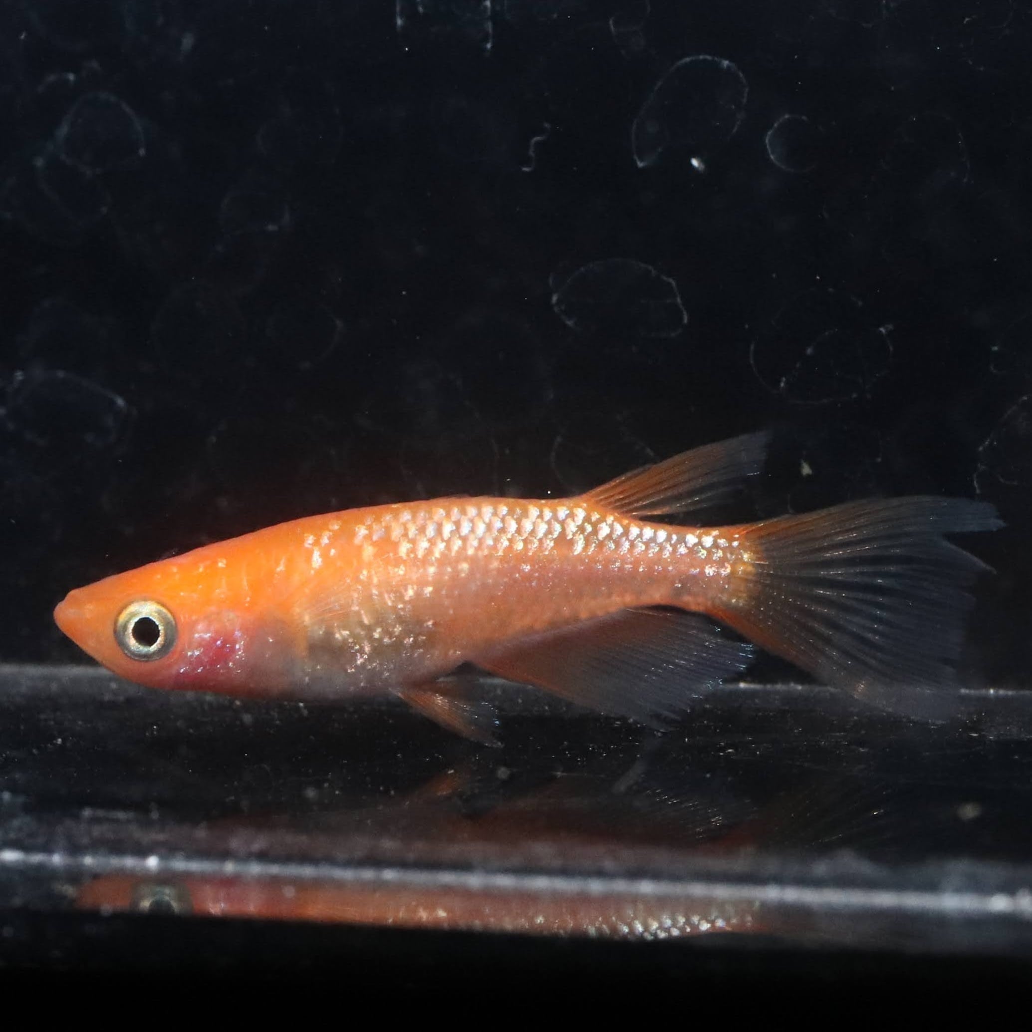 紅華リアルロングフィン 1ペア | メダカ屋えん