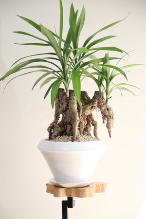 【L】コルジリネ ストリクタ/Cordyline　※陶器鉢付き