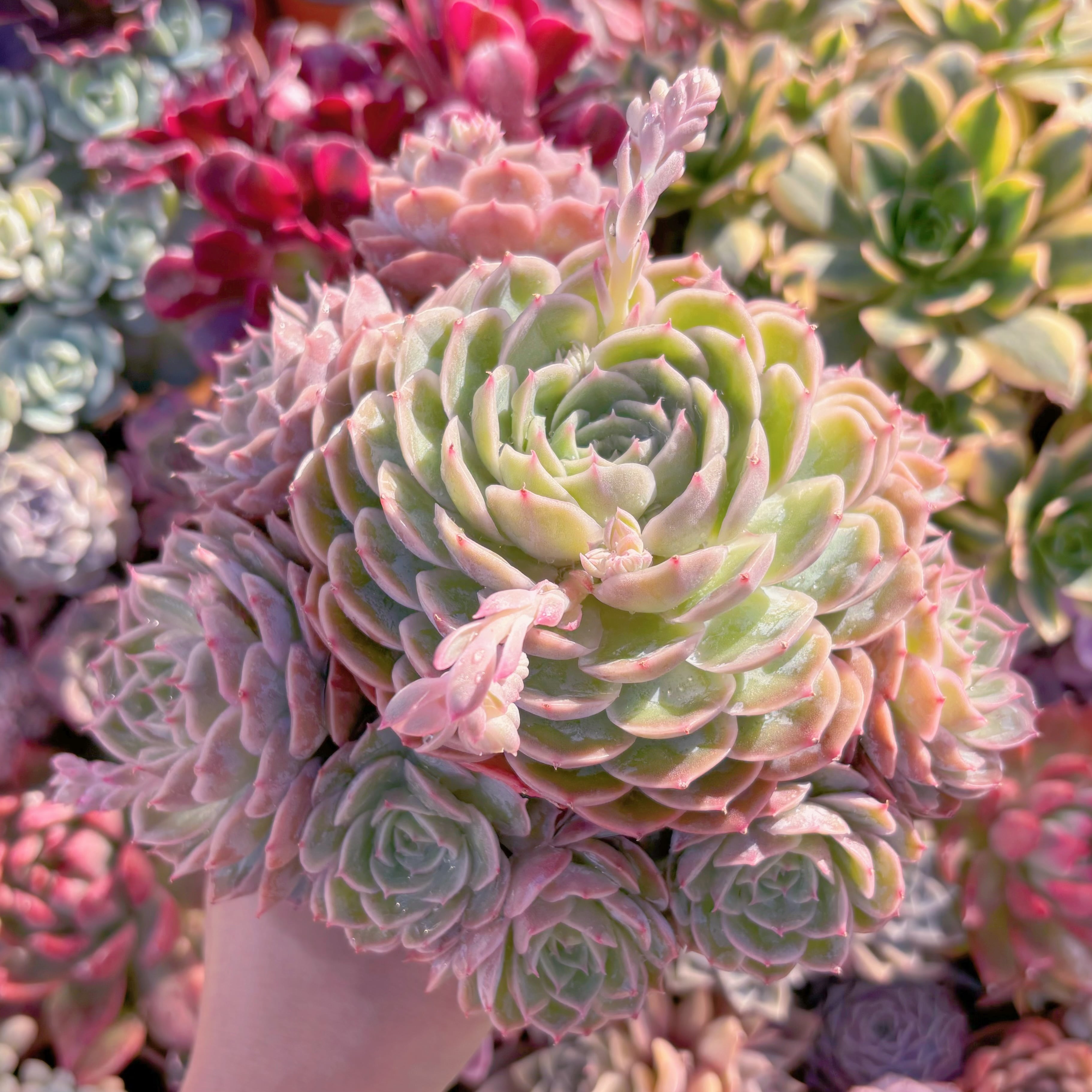 現品　オンスロー#1125　特大群生　新入荷　るる農園