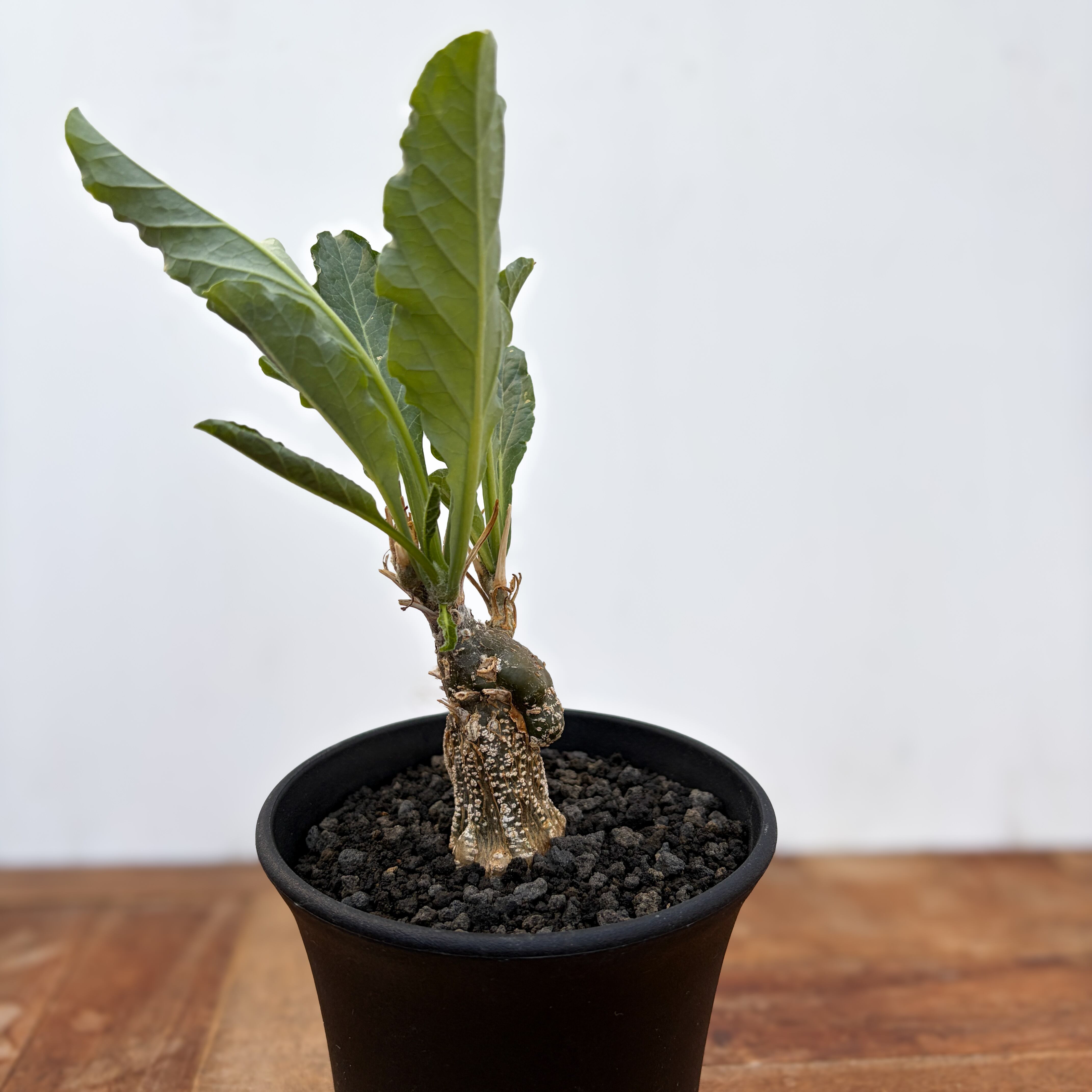 ケファロペンタンドラ・エキローサ 希少種 塊根植物 コーデックス 良型