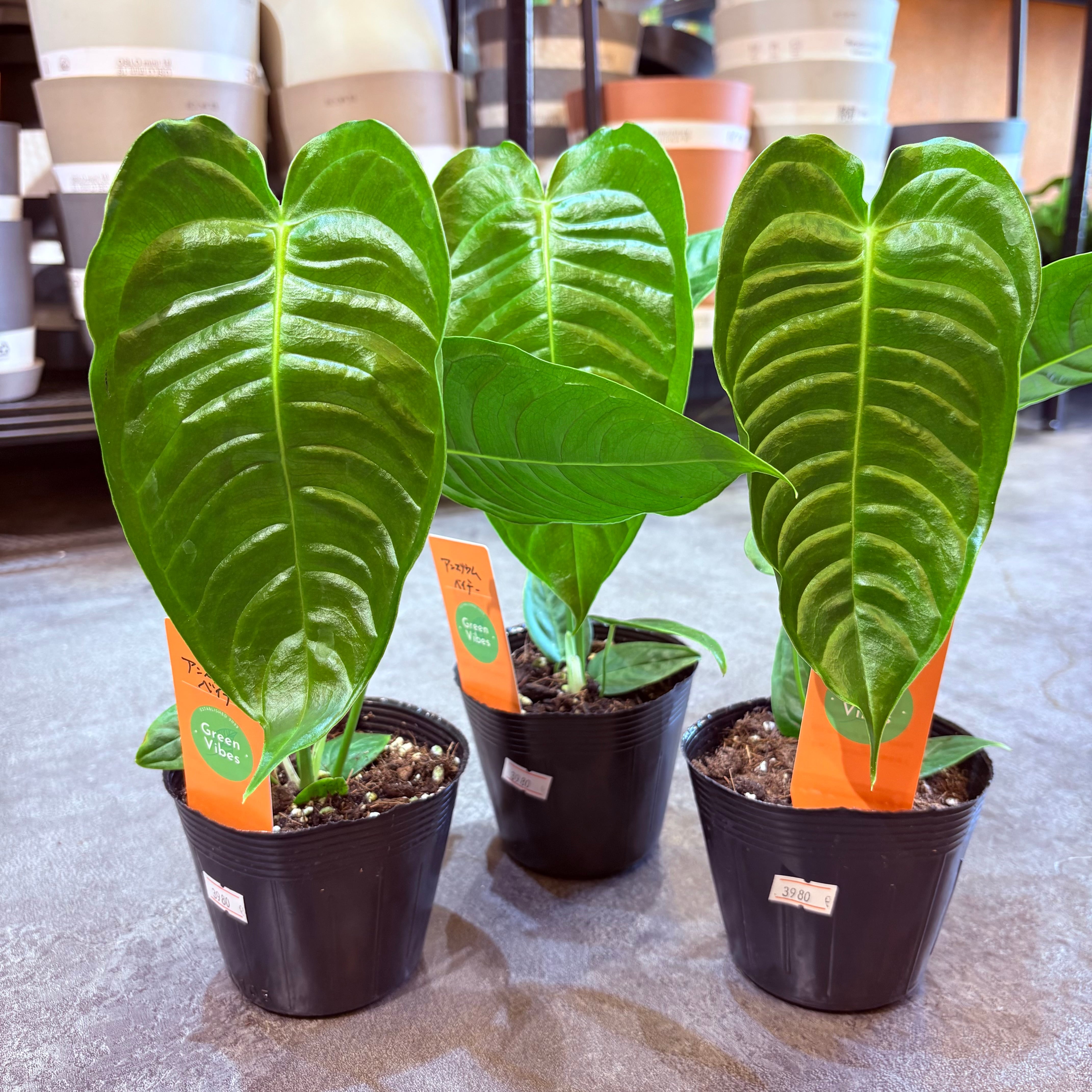 アンスリウム ベイチー 3.5号 | Green Vibes 宇都宮市の観葉植物専門店