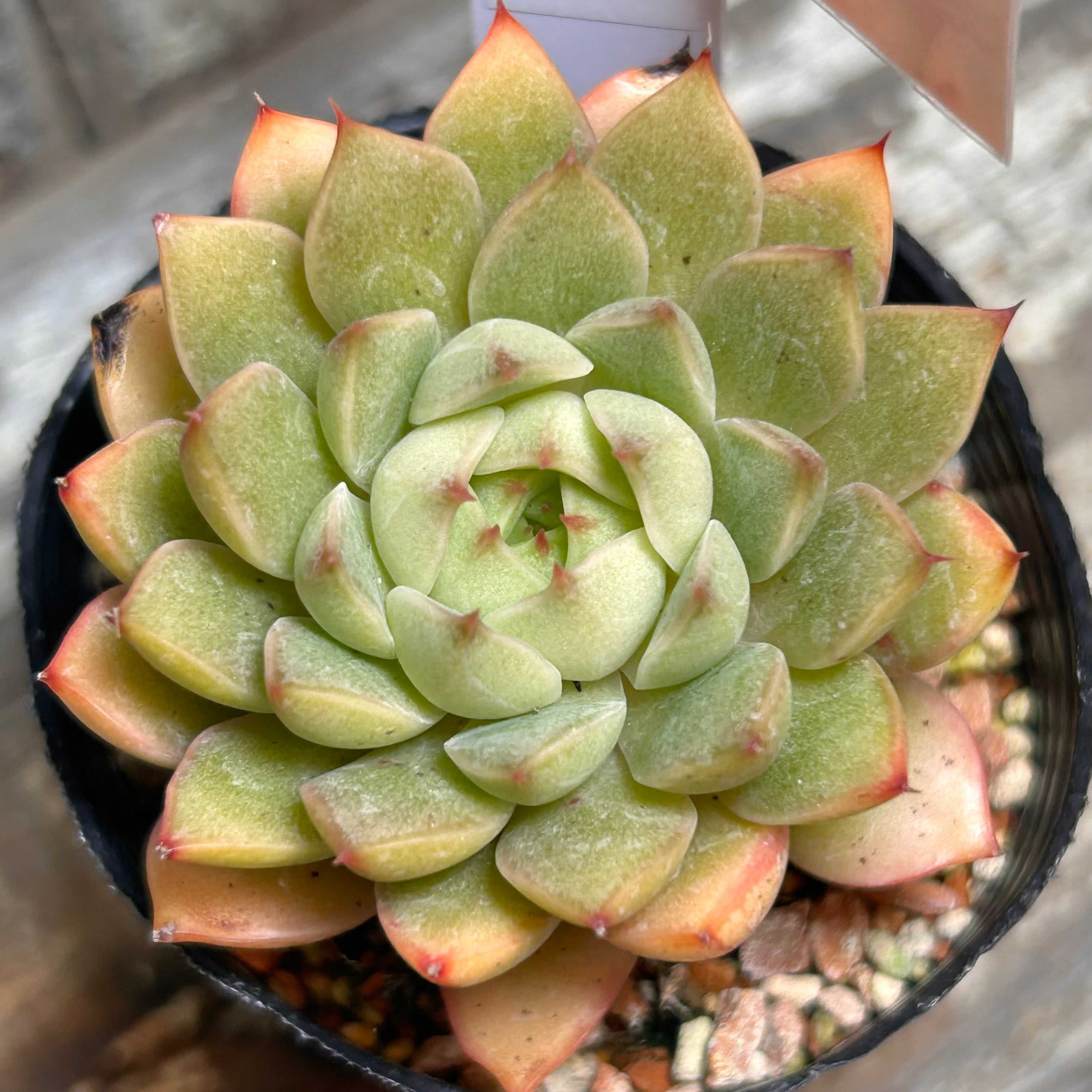 茨城県A様ご注文 ファビオラ | RuPo 多肉植物専門店