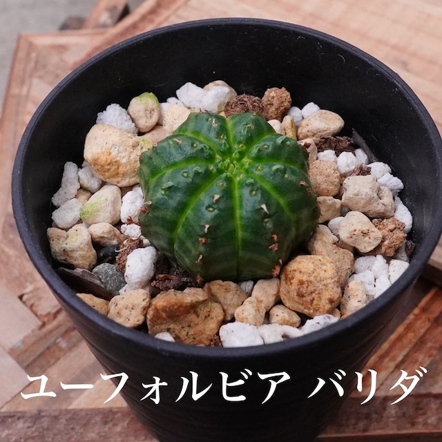 ミニサボテン！【ユーフォルビア　バリダ 2】実生シリーズ　小さな小さなサイズ
