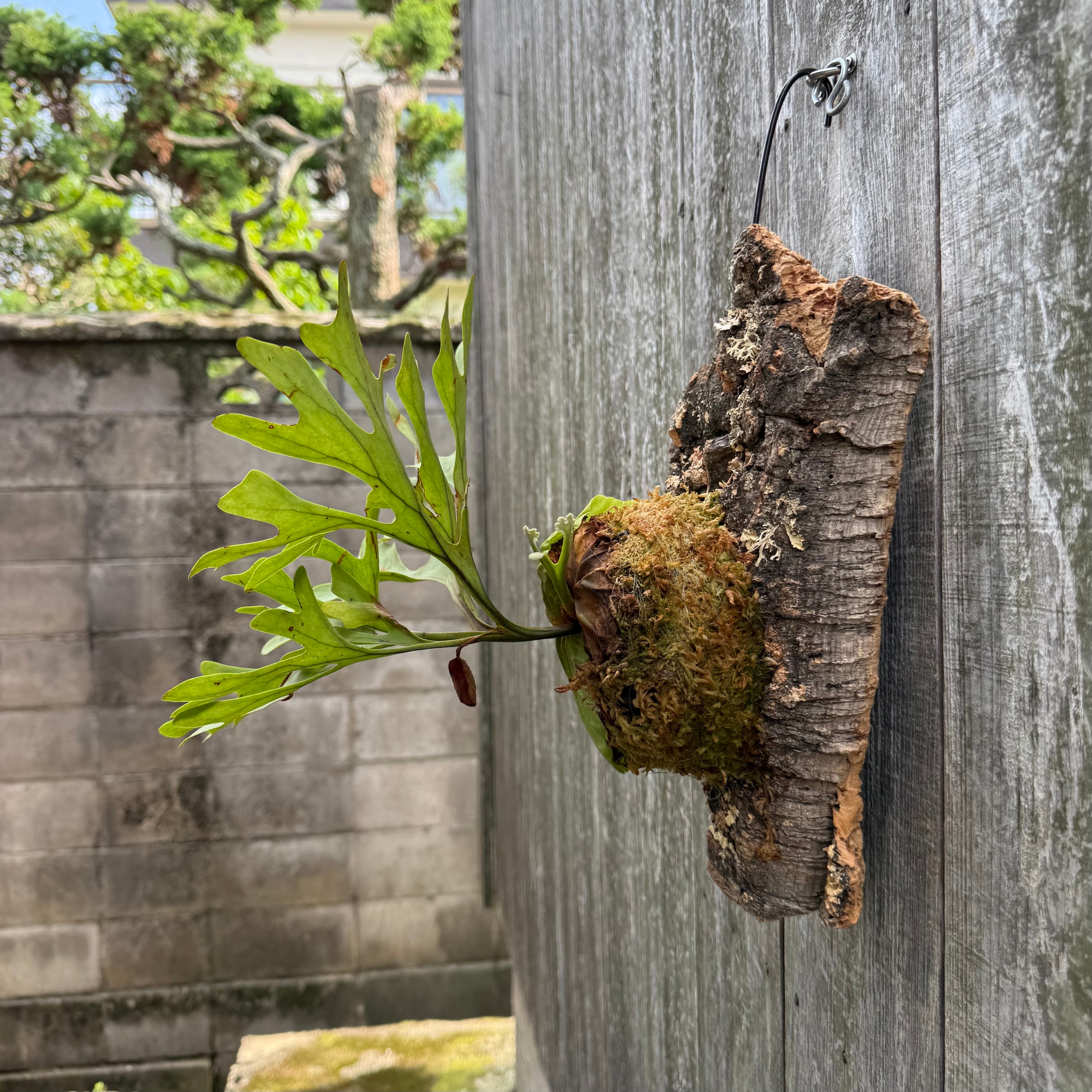 P.ridleyi wild | naturefix