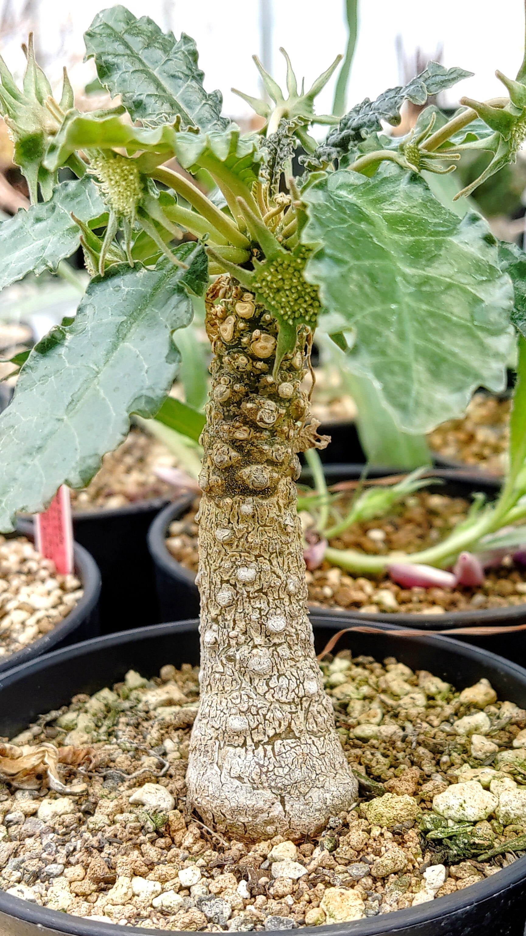 種子/10粒】Dorstenia foetida (CH 2620)/ドルステニア・フォエチダ