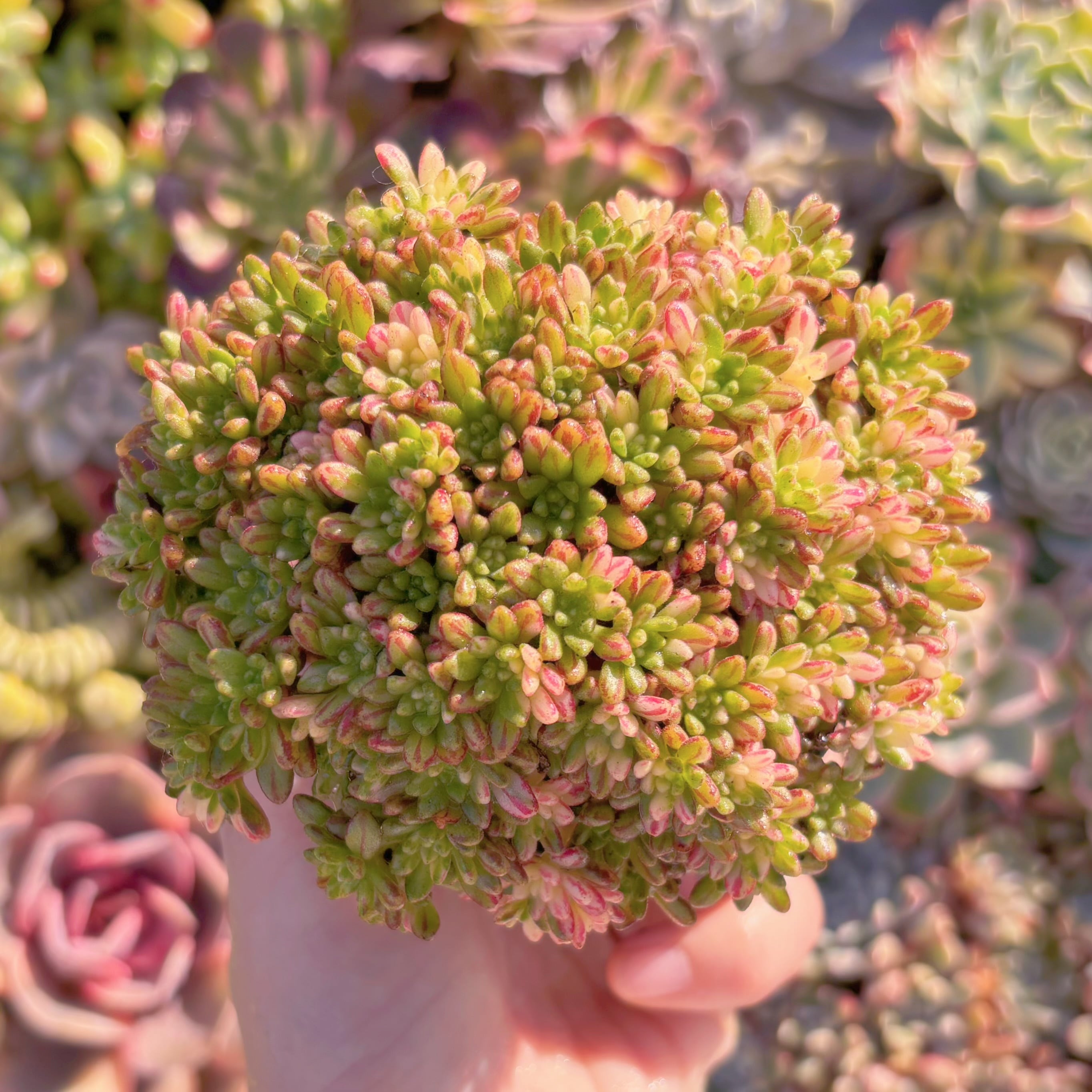 現品　小人の祭り錦#M142　るる農園