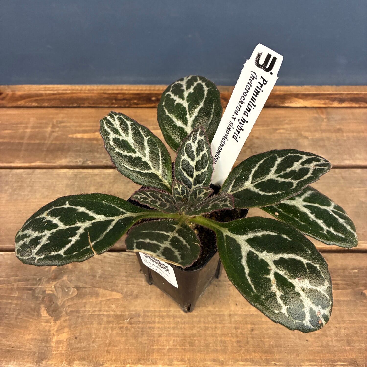ovatifolia 'Lava Flow' オバティフォリア ラバフロー 薄斑 中斑 | PAY ID