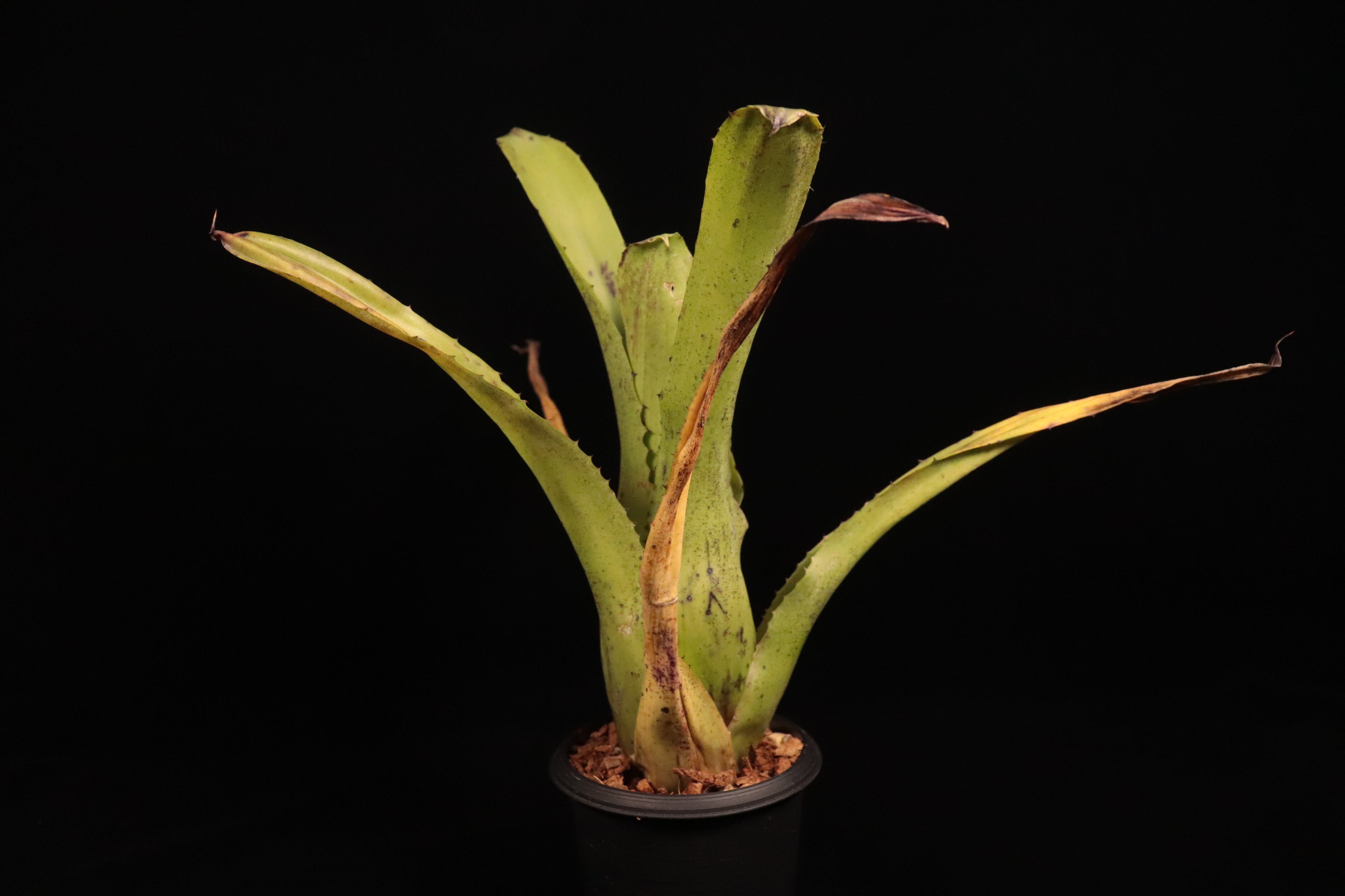 Hohenbergia edmundoi〔ホヘンベルギア〕H238 | plane plants