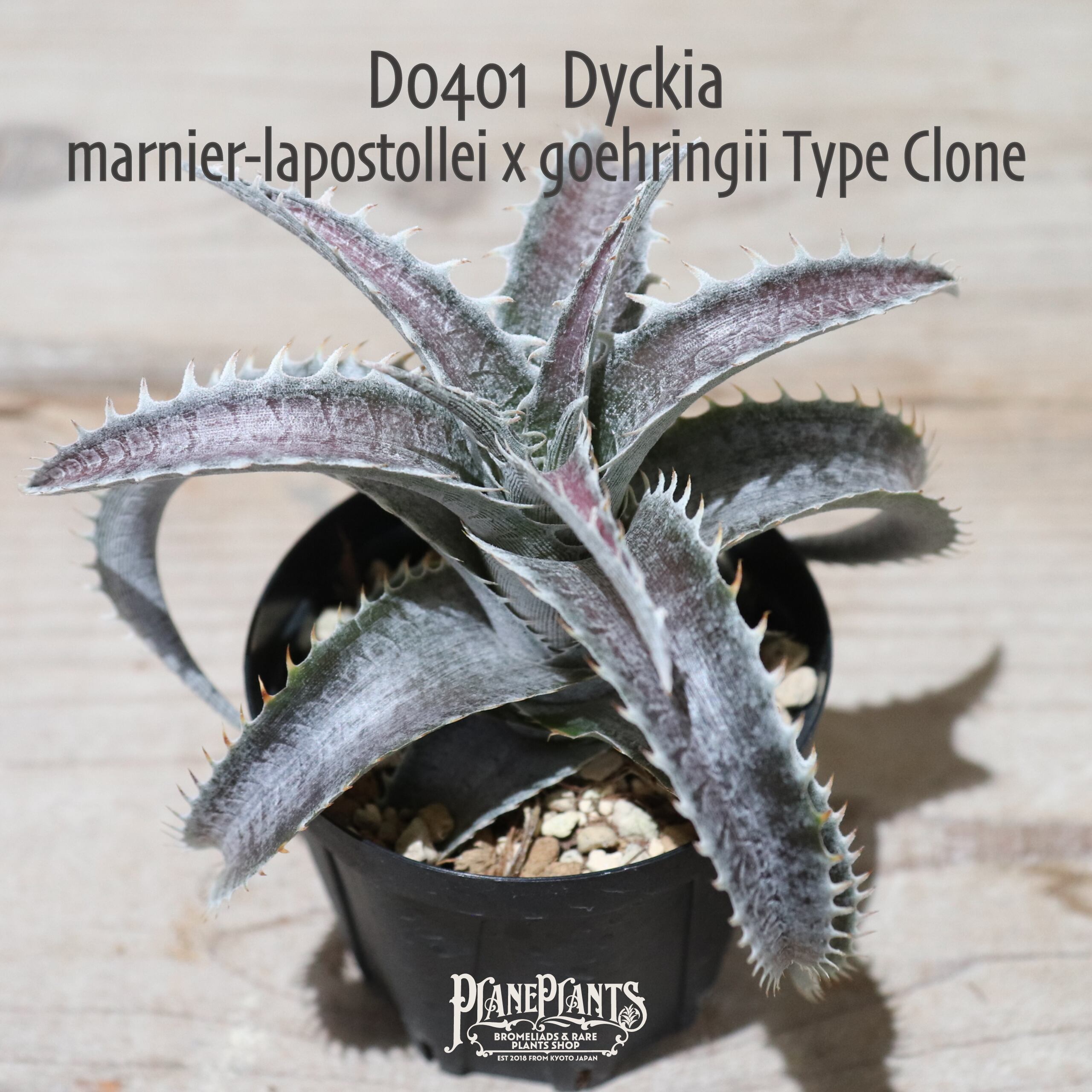 【抜き苗送料無料】marnier-lapostollei x goehringii Type Clone〔ディッキア〕現品発送D0401