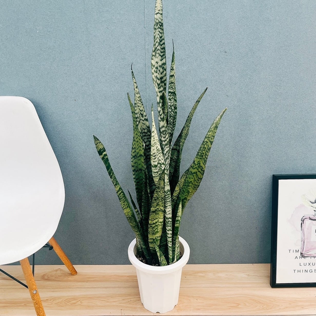 現品］12番 フィカス ウンベラータ 観葉植物 室内 大型 ゴムの木 人気