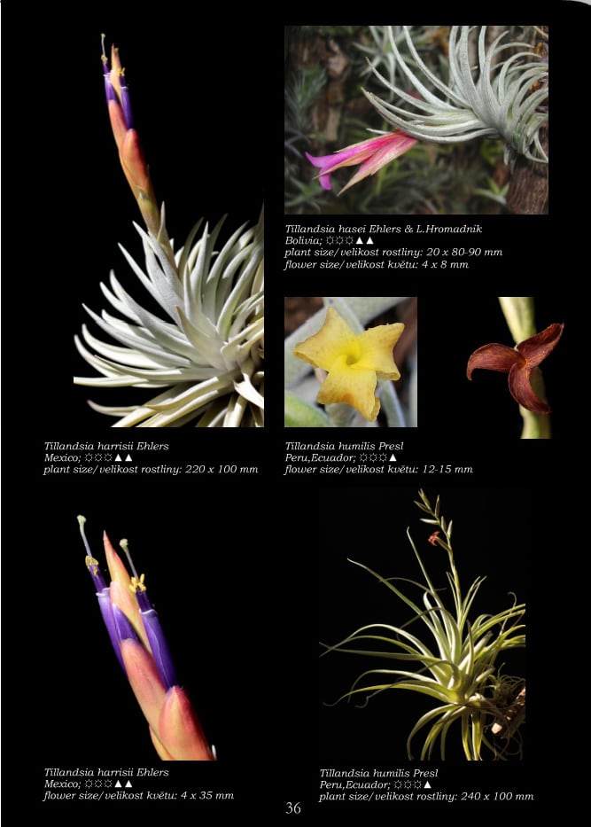 送料無料】WORLD OF TILLANDSIAS〔Picture book〕 | plane plants