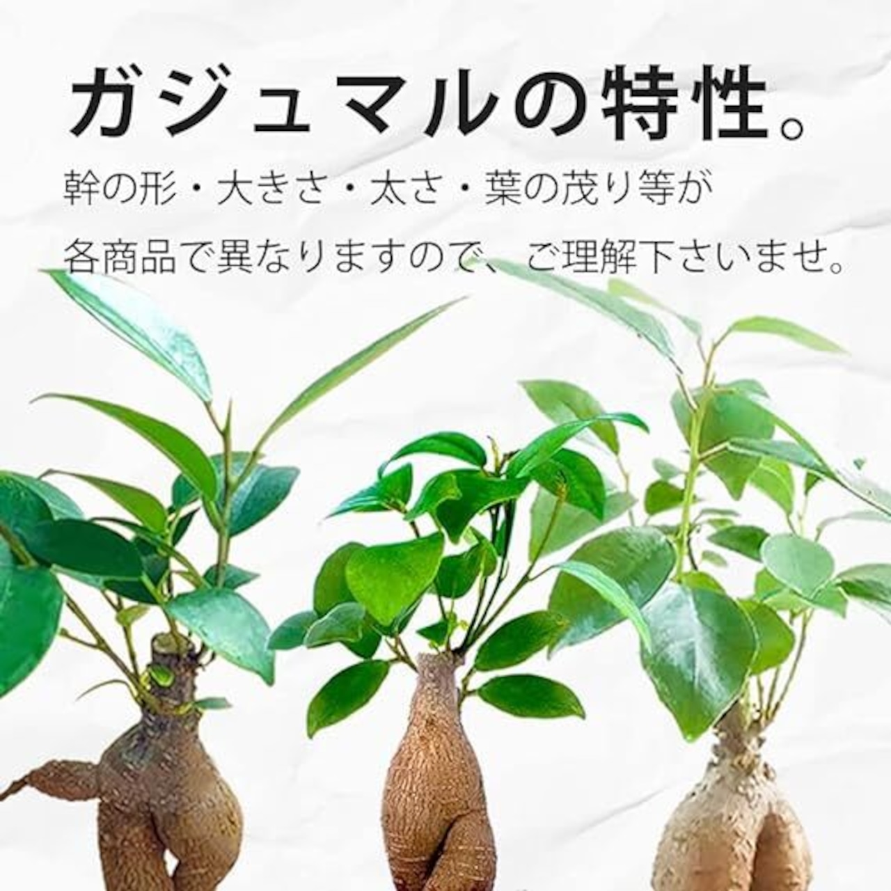 Gravel Plants ガジュマル白砂利スクエアガラス　