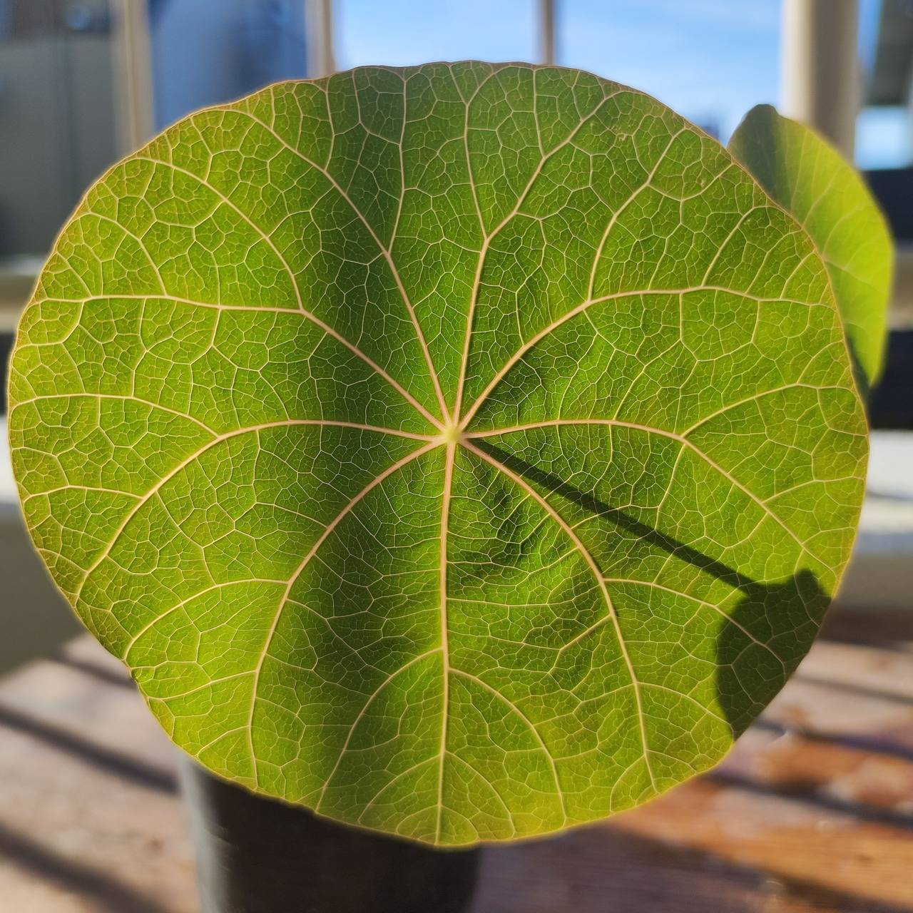 Stephania kaweesakii /ステファニア・カウィーサキ②