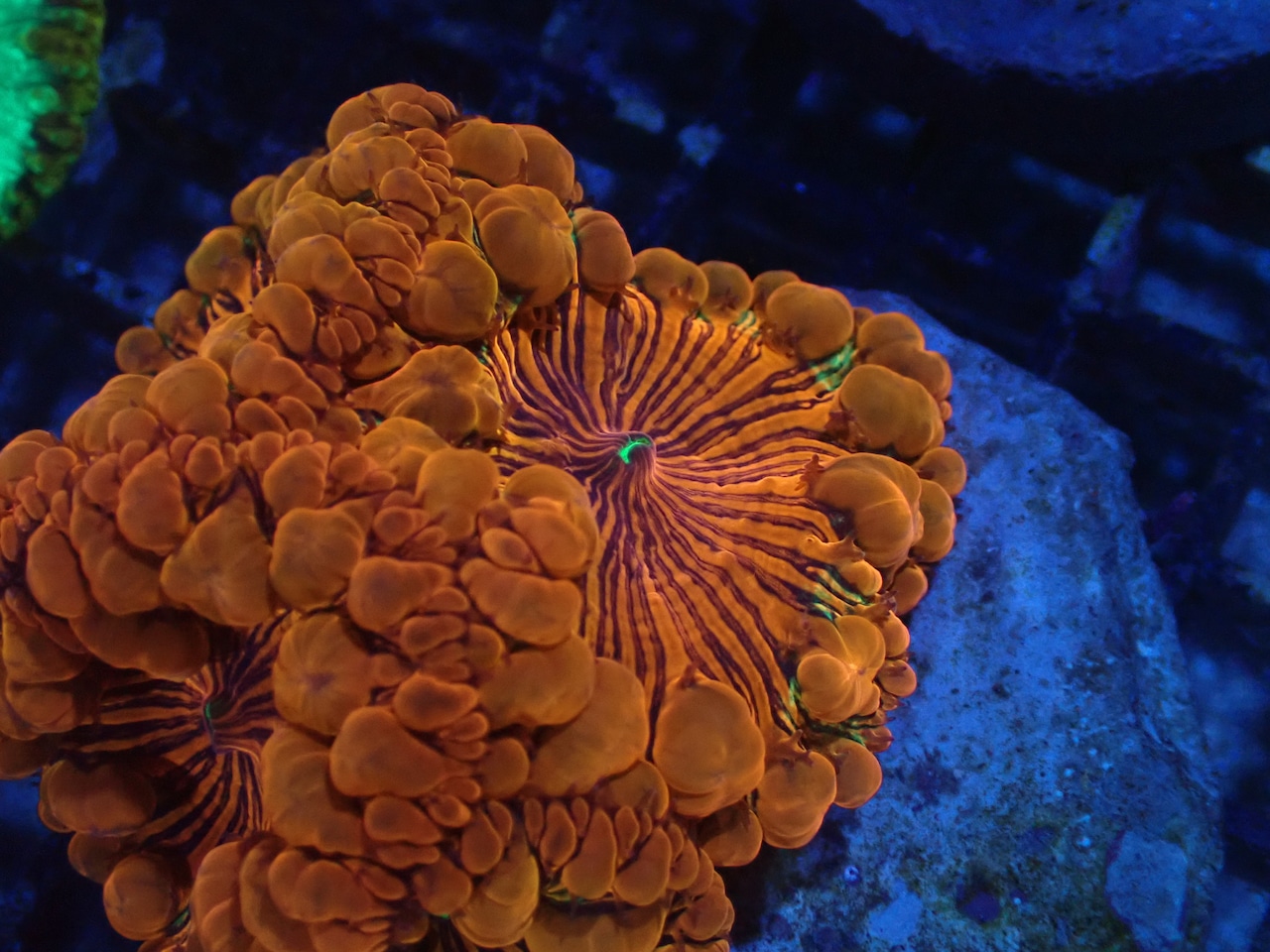 Blastomussa BigPoylp