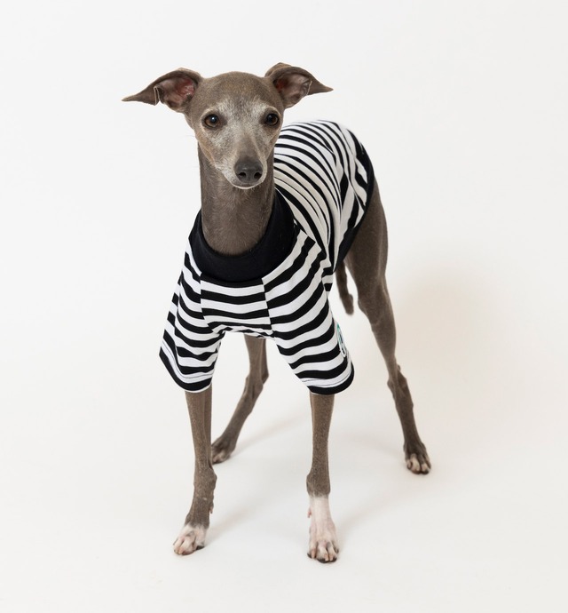 ボーダーTシャツ　black / イタグレ服