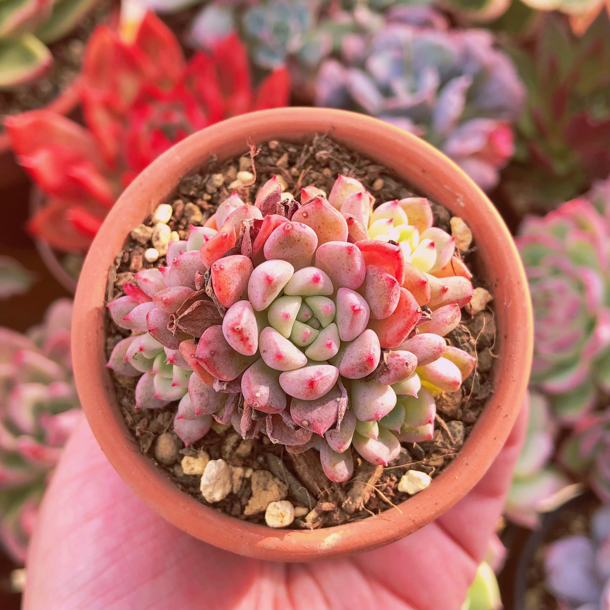 希少 多肉植物 ピンクシフォン 特大群生 るる農園