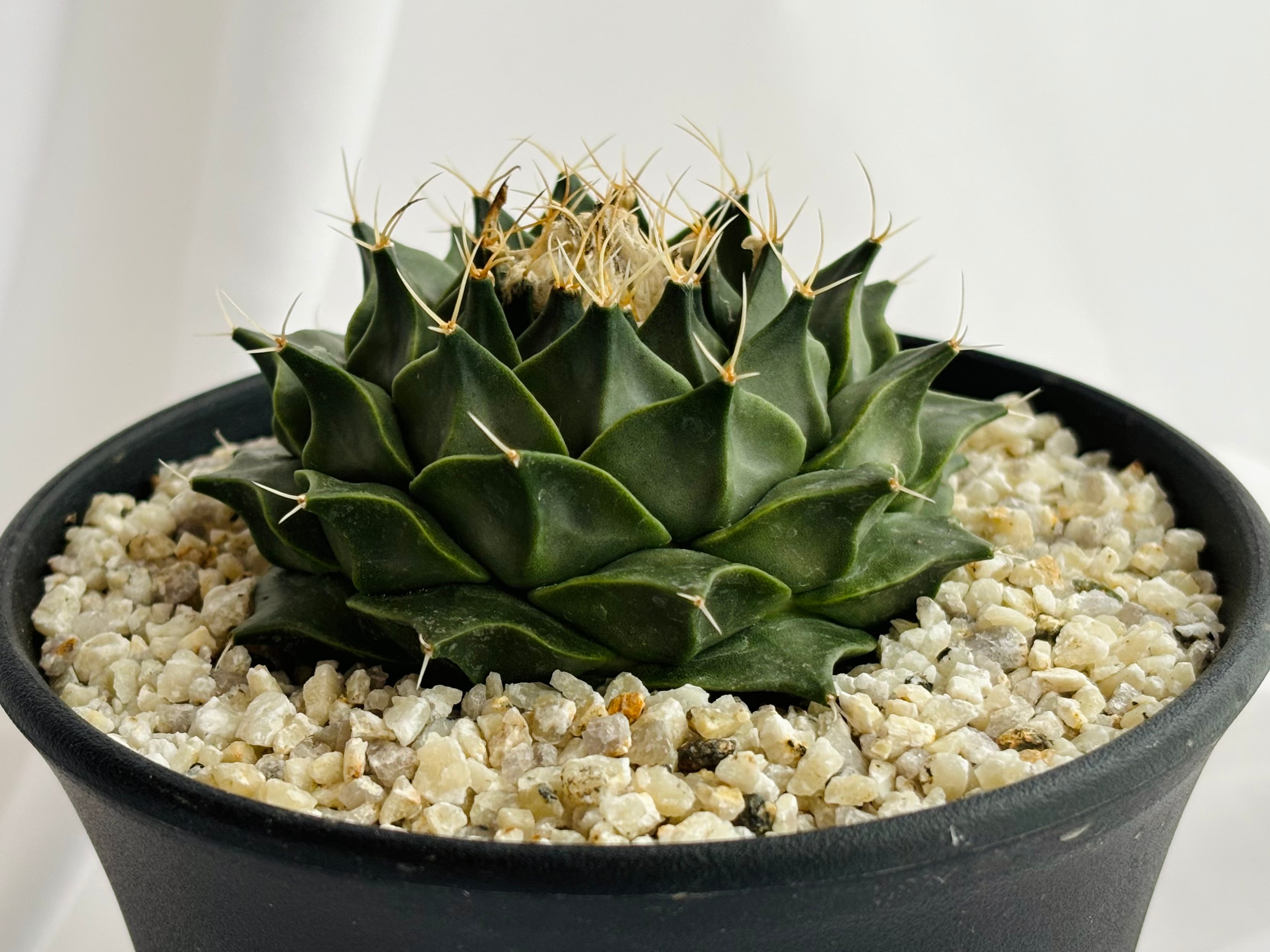 Obregonia denegrii オブレゴニア 帝冠 大疣選抜 サボテン