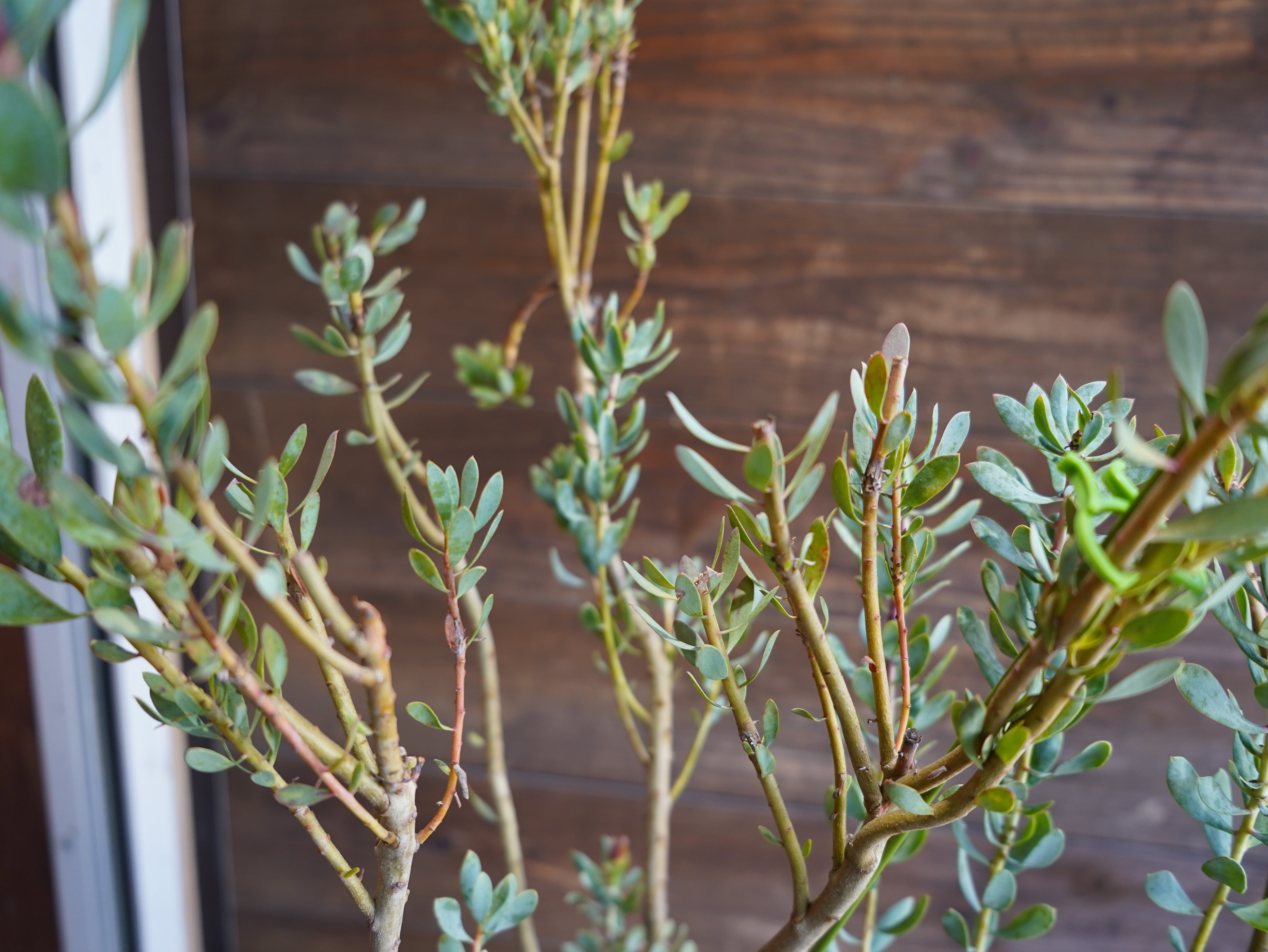 【現物】プロテア "サルフレア"