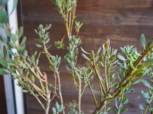 【現物】プロテア "サルフレア"