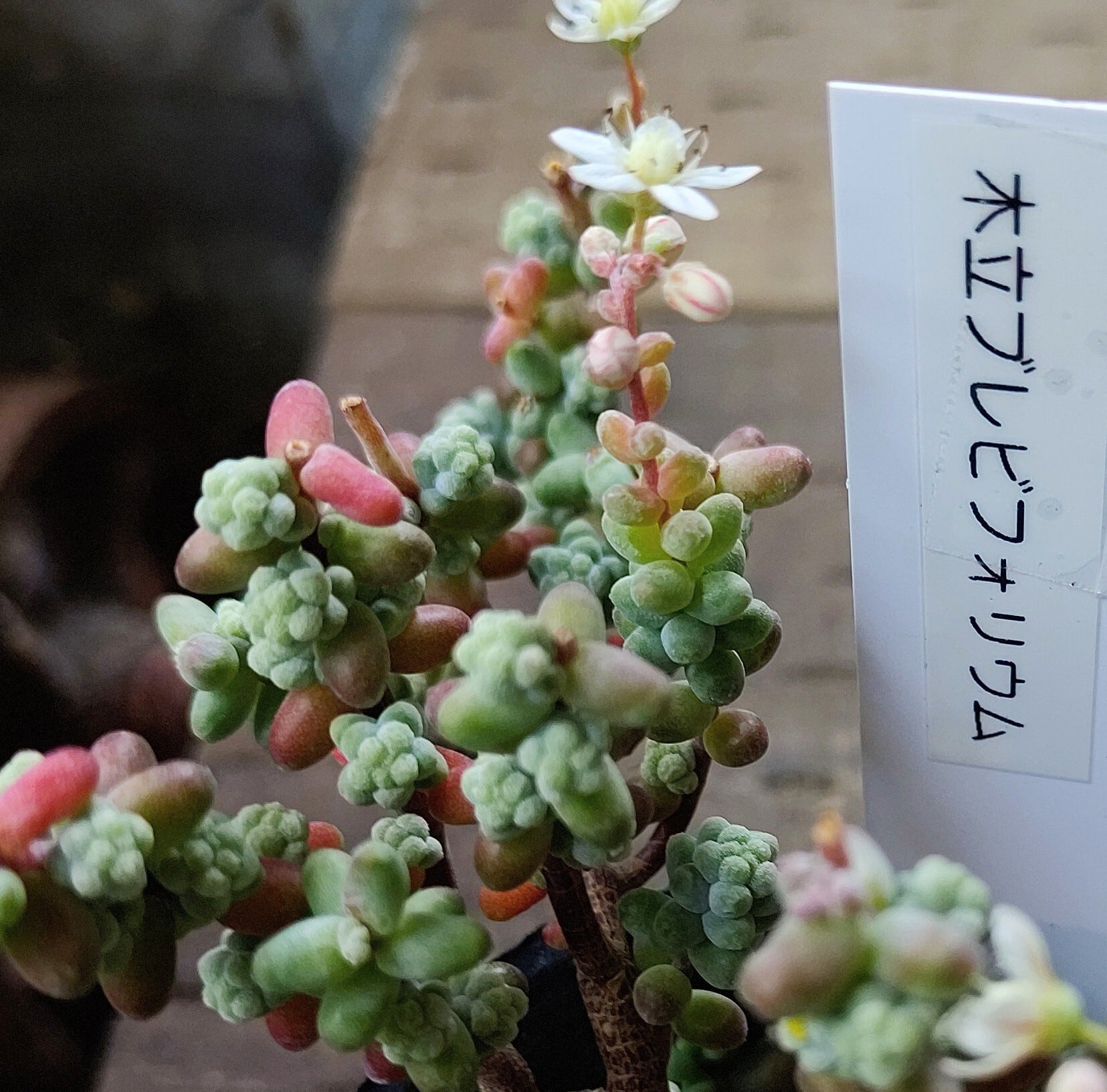 木立ブレビフォリウム | RuPo 多肉植物専門店