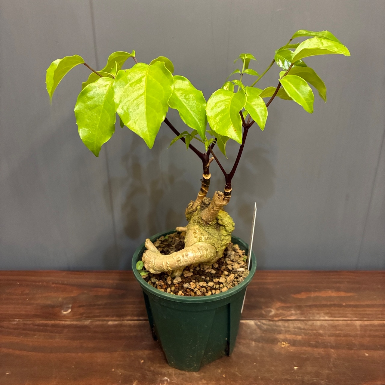 【新着3日限定10%OFF】ヘテロパナックス　黒軸【872】